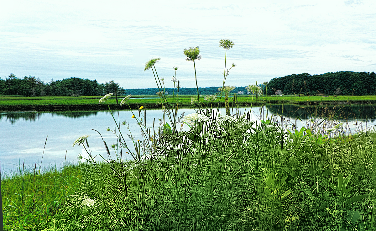 Flowers at Clay Pits - July 17, 2021