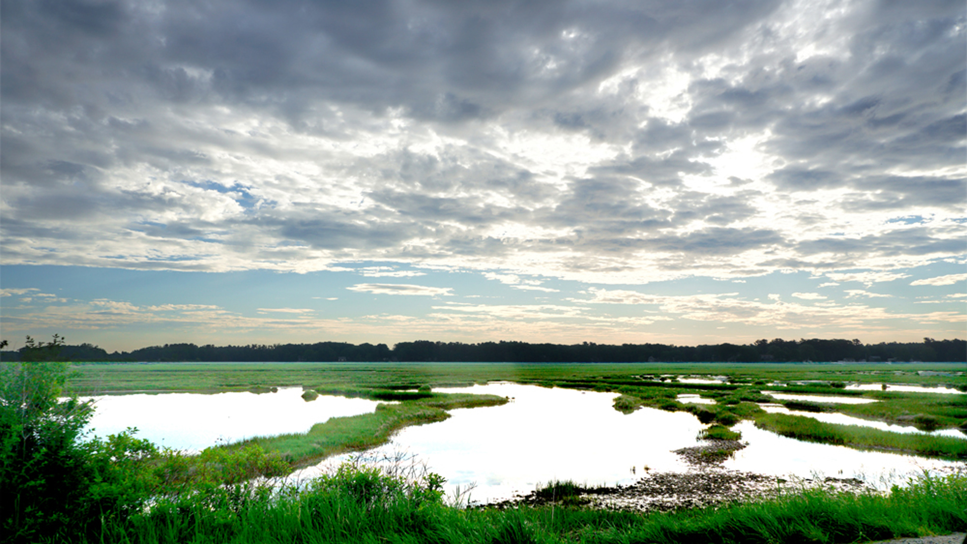 Plummer Island Pannes