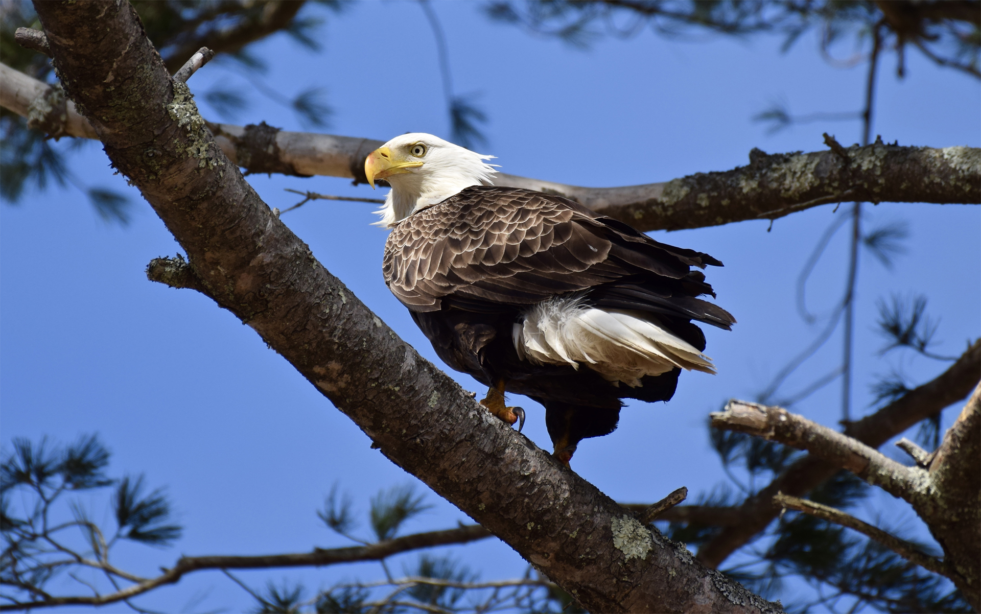 Male Eagle Rick