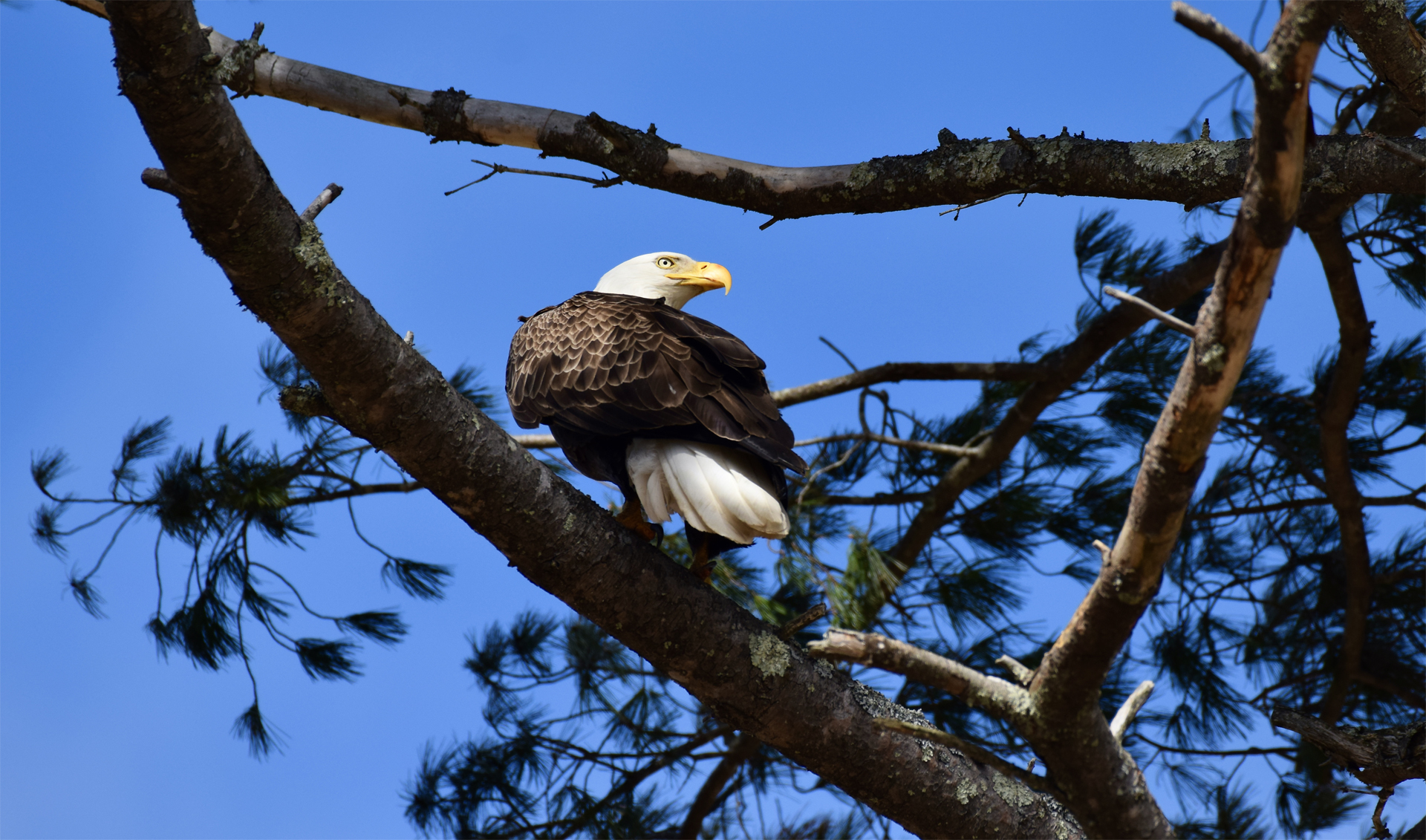 Eagle