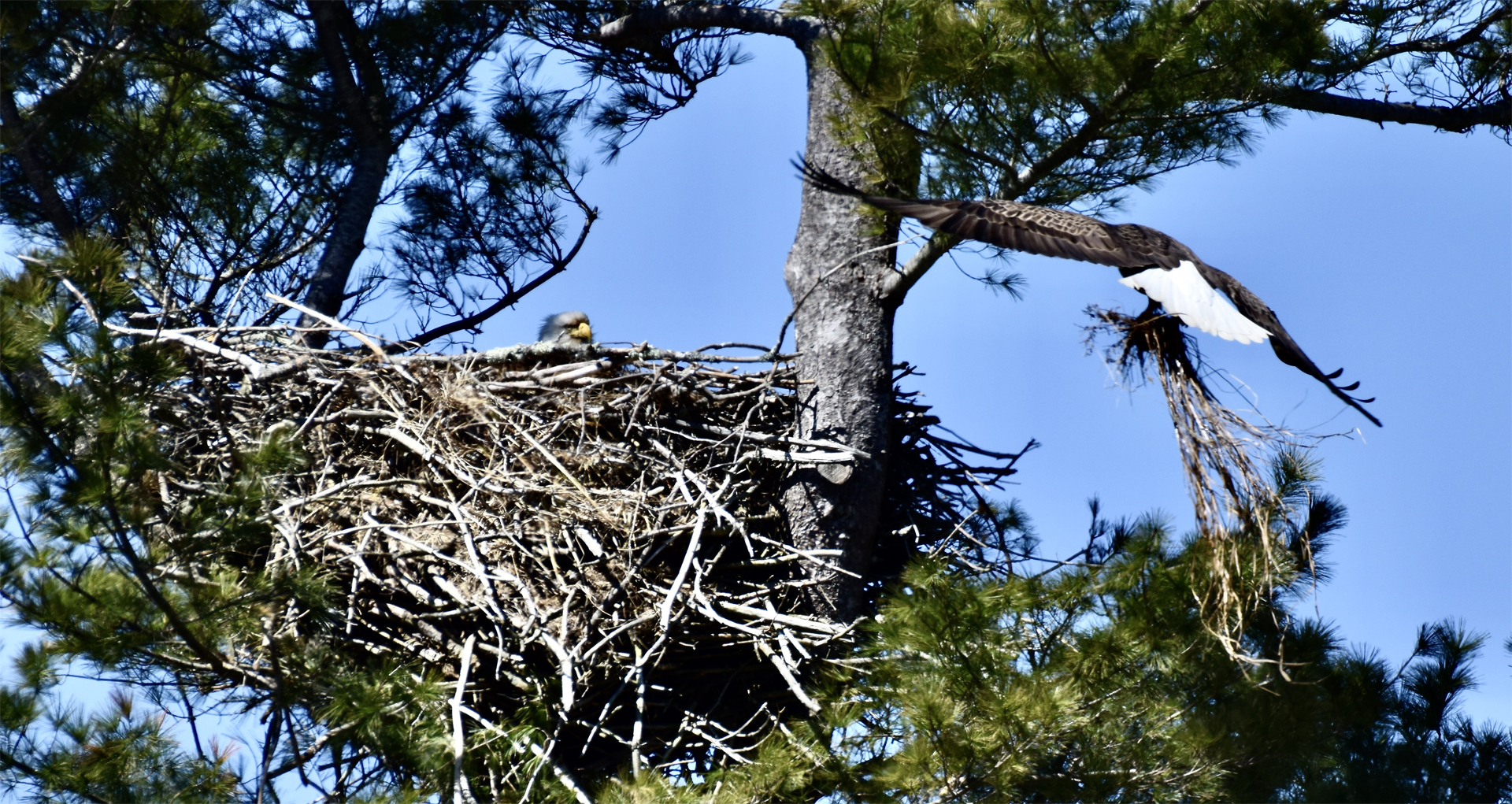 Eagle Rick arrives home with nesting material for Ilsa