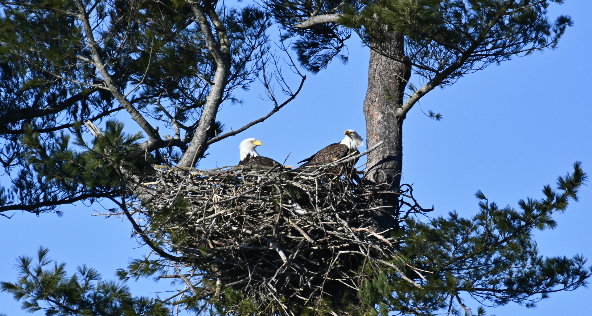 Eagles on a Bright Sunny Morning