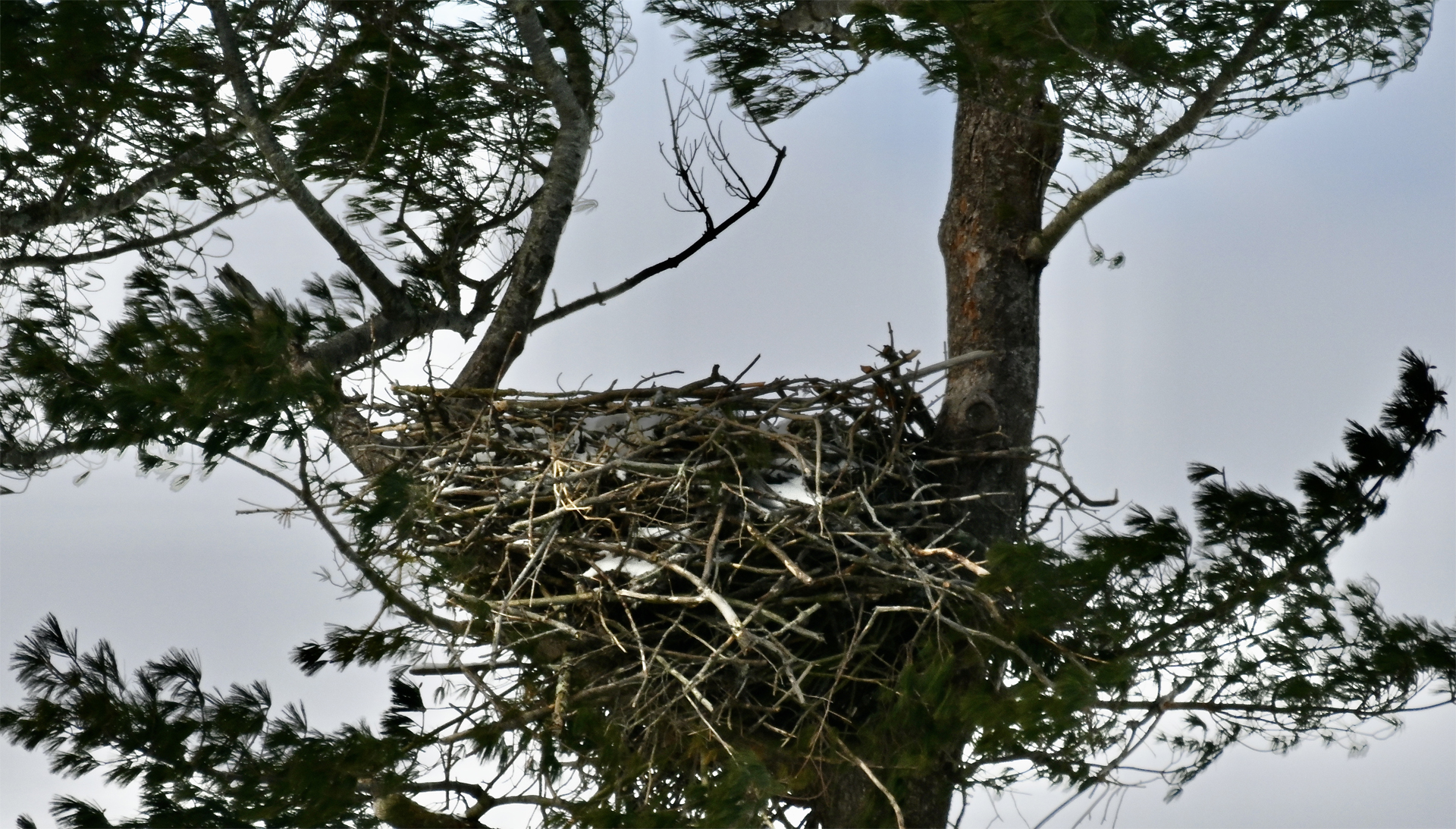 Eagle Incubating Eggs