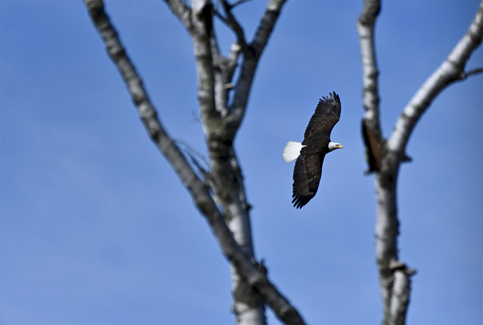 Eagle Framed by Trees