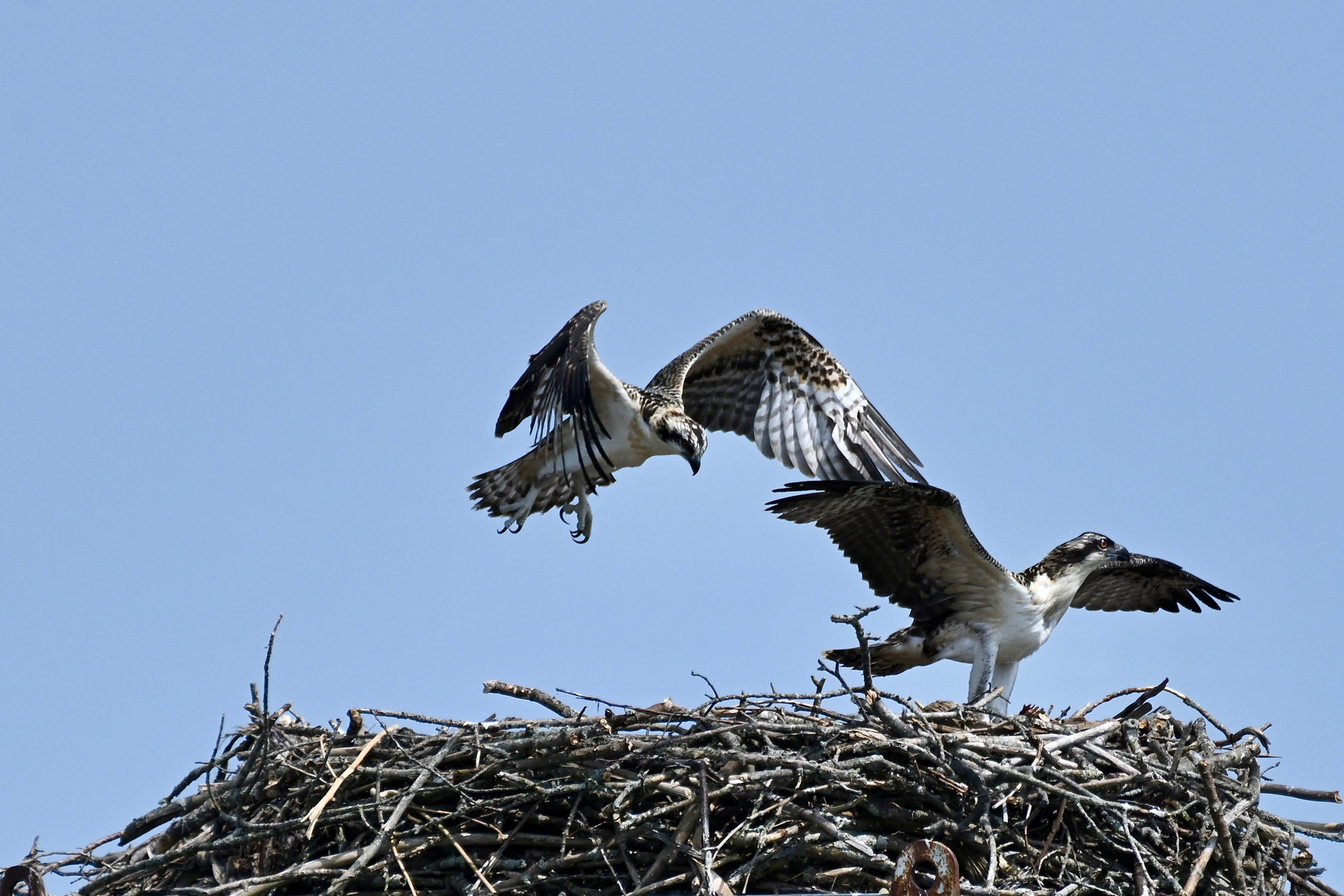 Osprey Flight