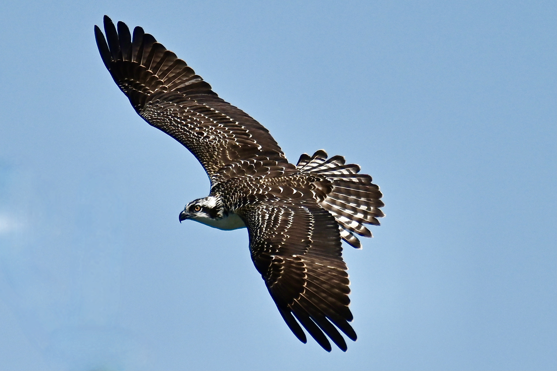 Osprey on the Wing