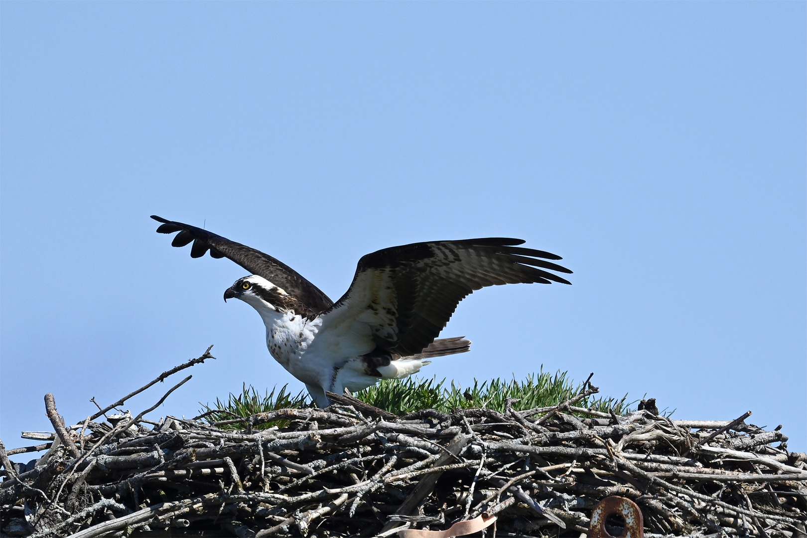Ospreys are arriving in their North American breeding nests
