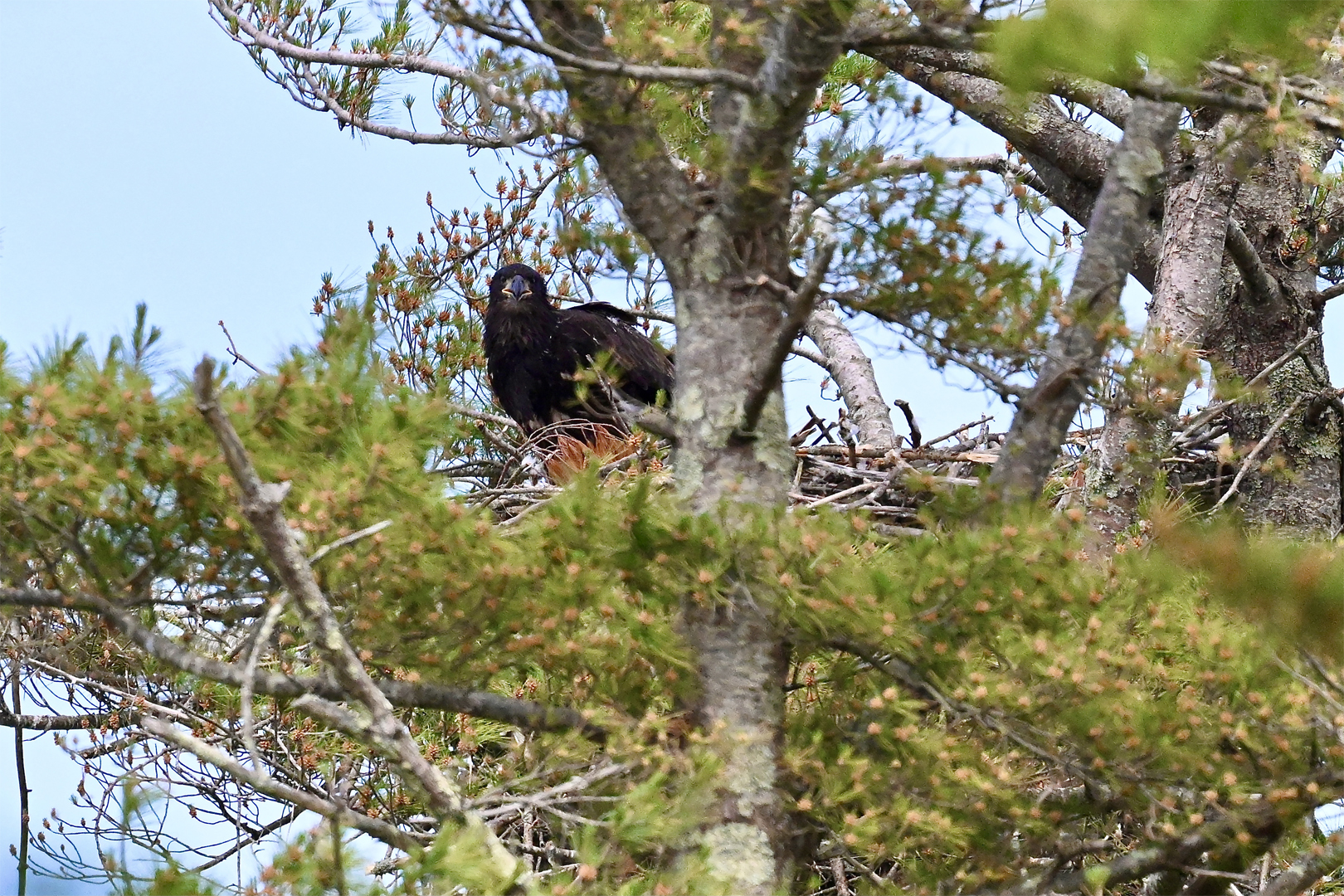 The Eaglet Solo 