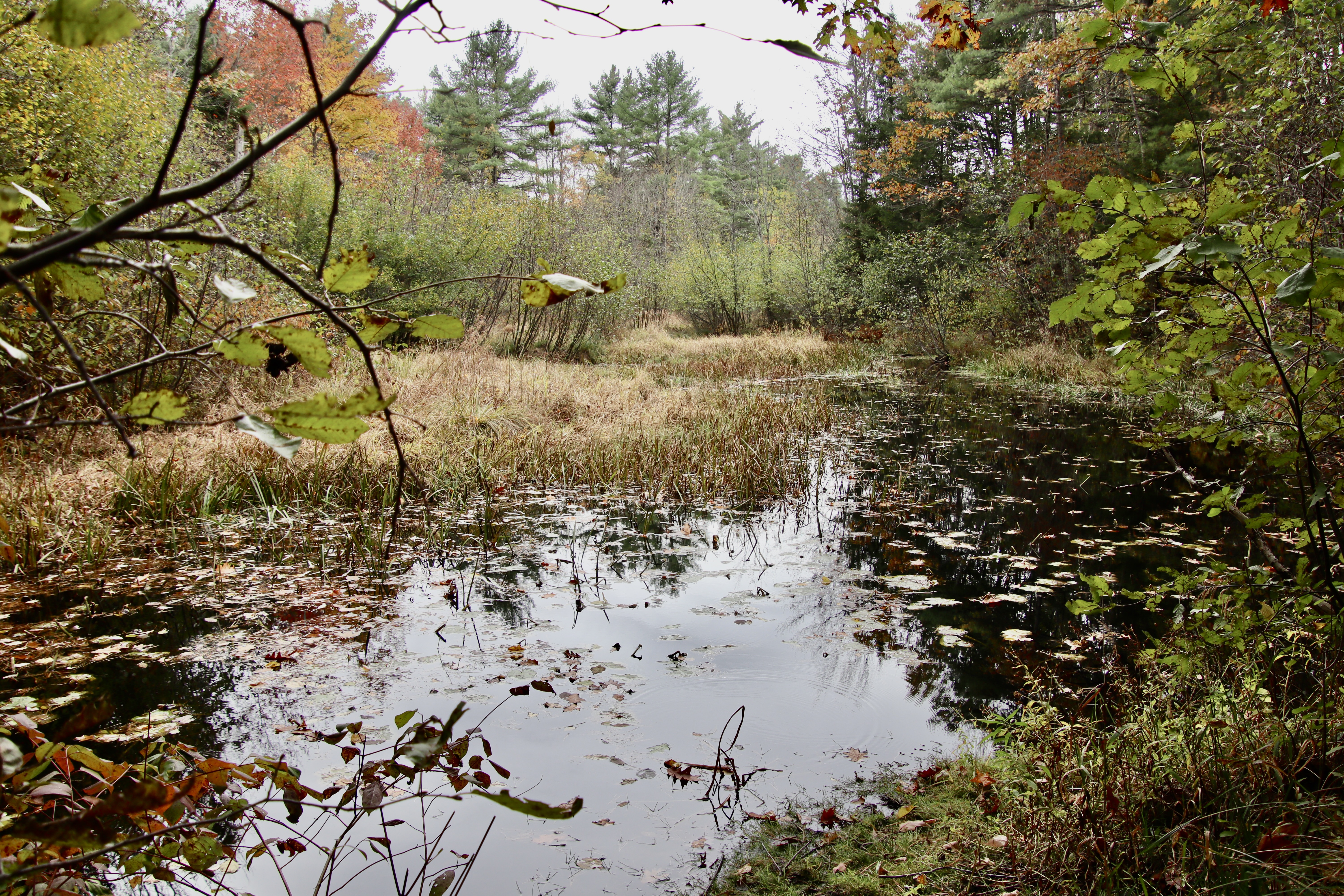 Nonesuch Headwaters