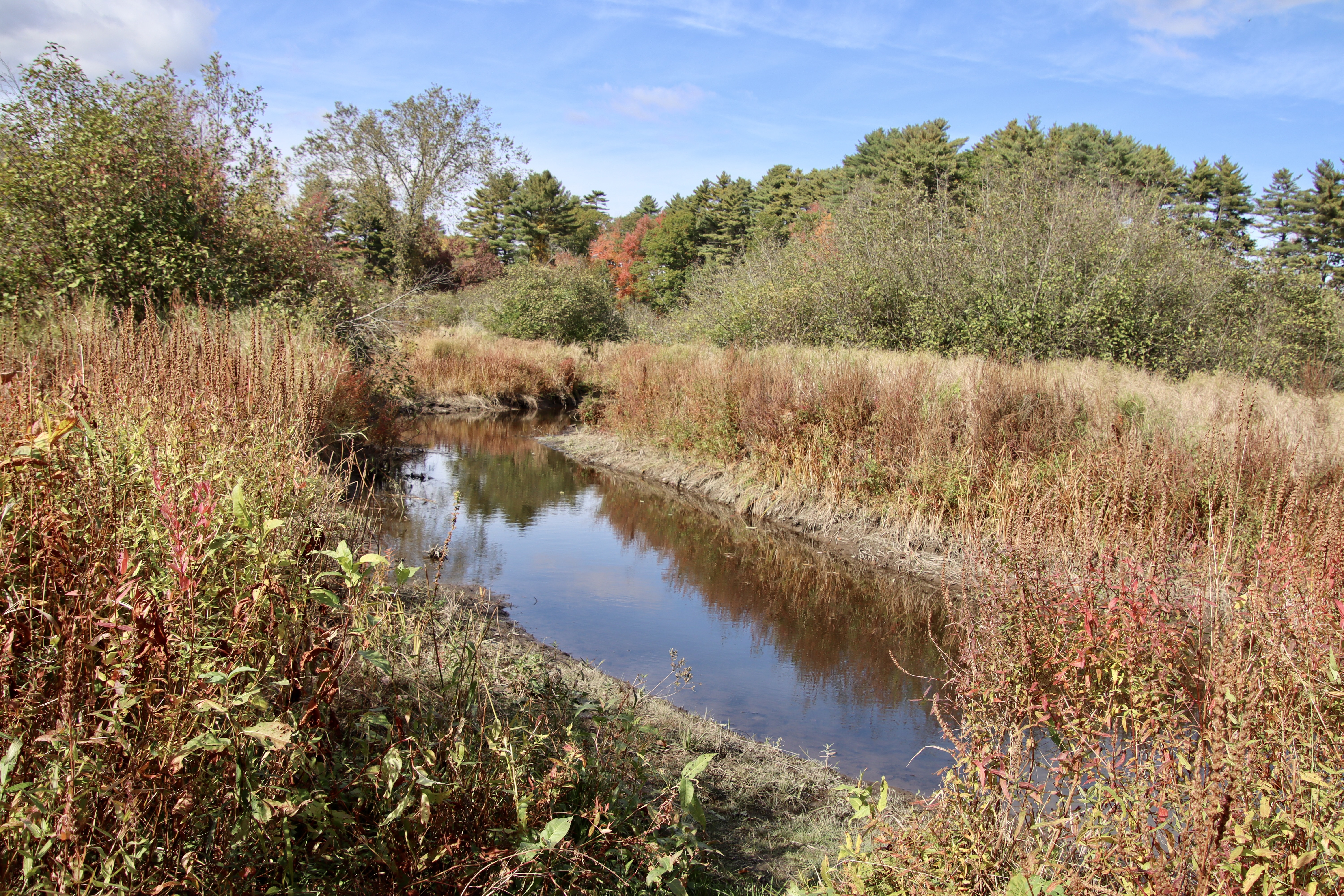 View from the Blue Heron Preserve trail.