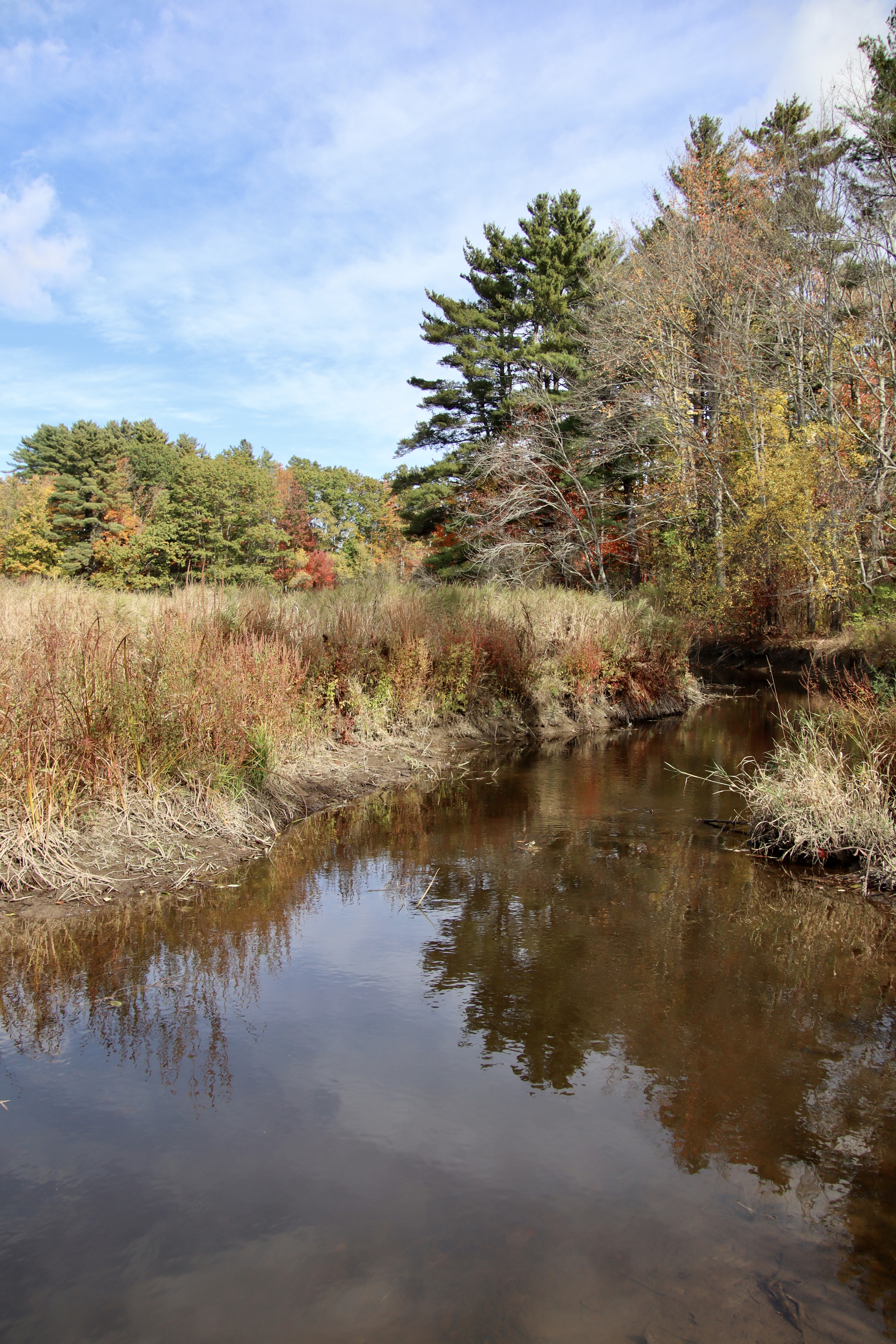 View from the Blue Heron Preserve trail.