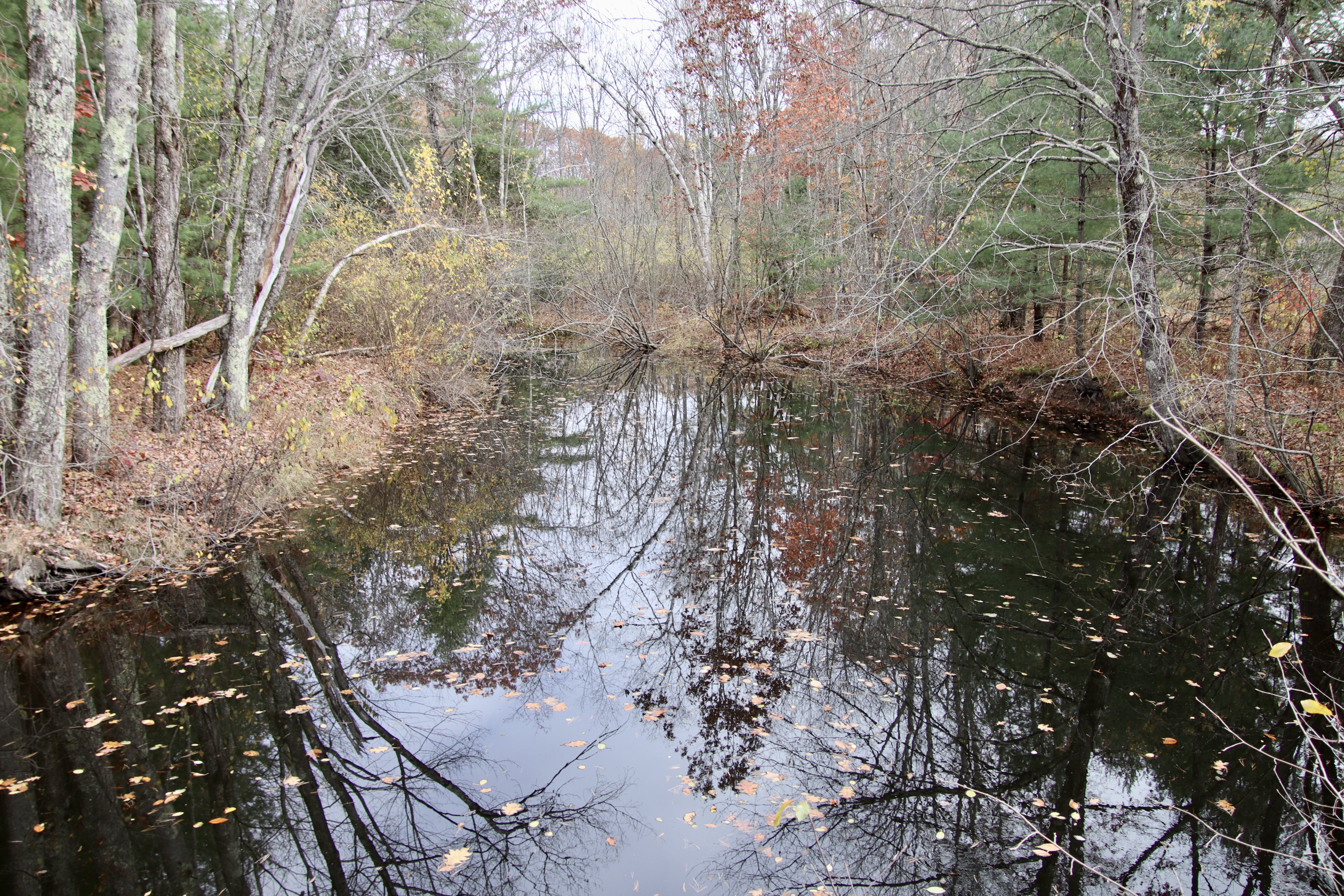 From Beech Ridge Rd, at the edge of the Beech Ridge preserve.