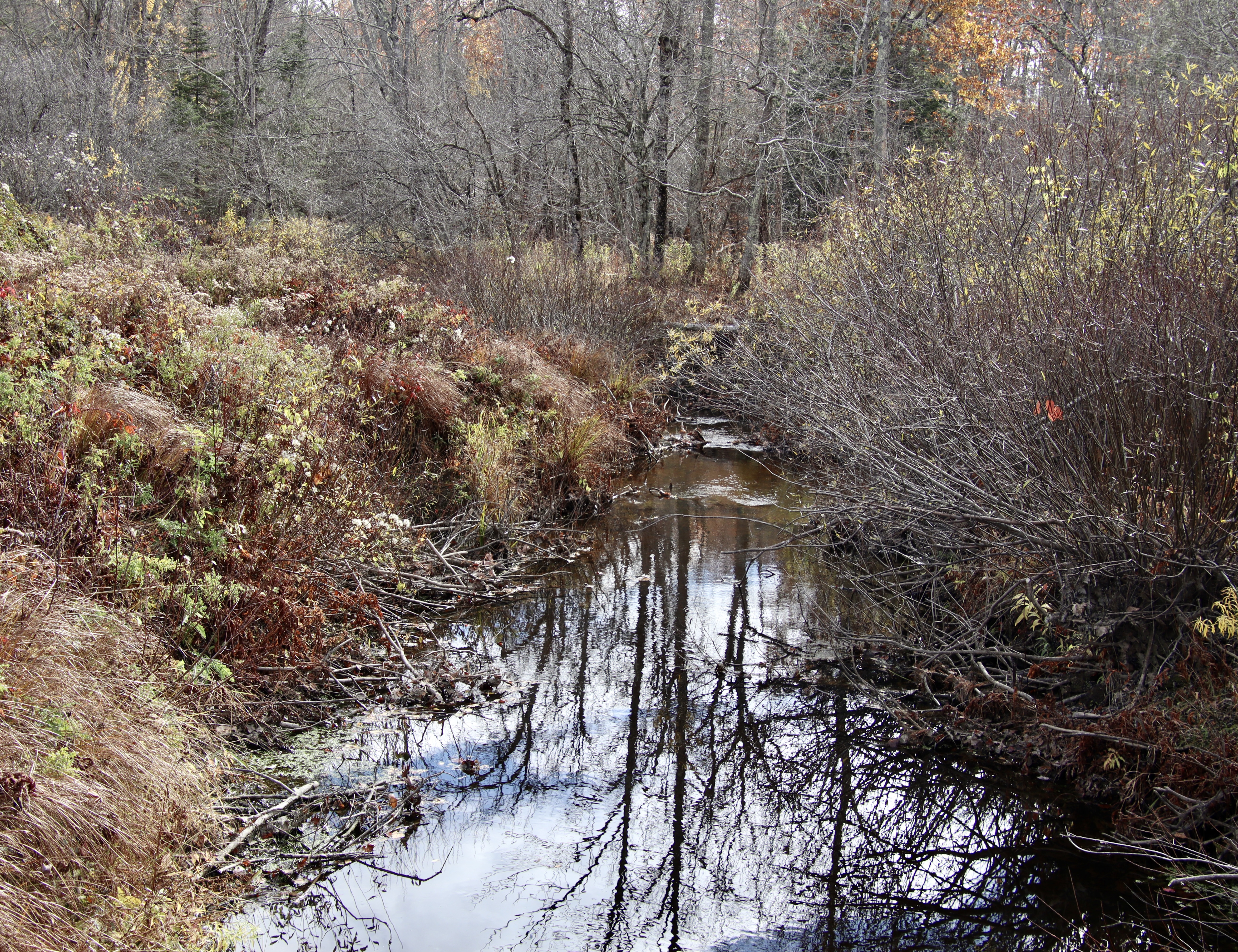 The Nonesuch as it makes its way through the golf course.