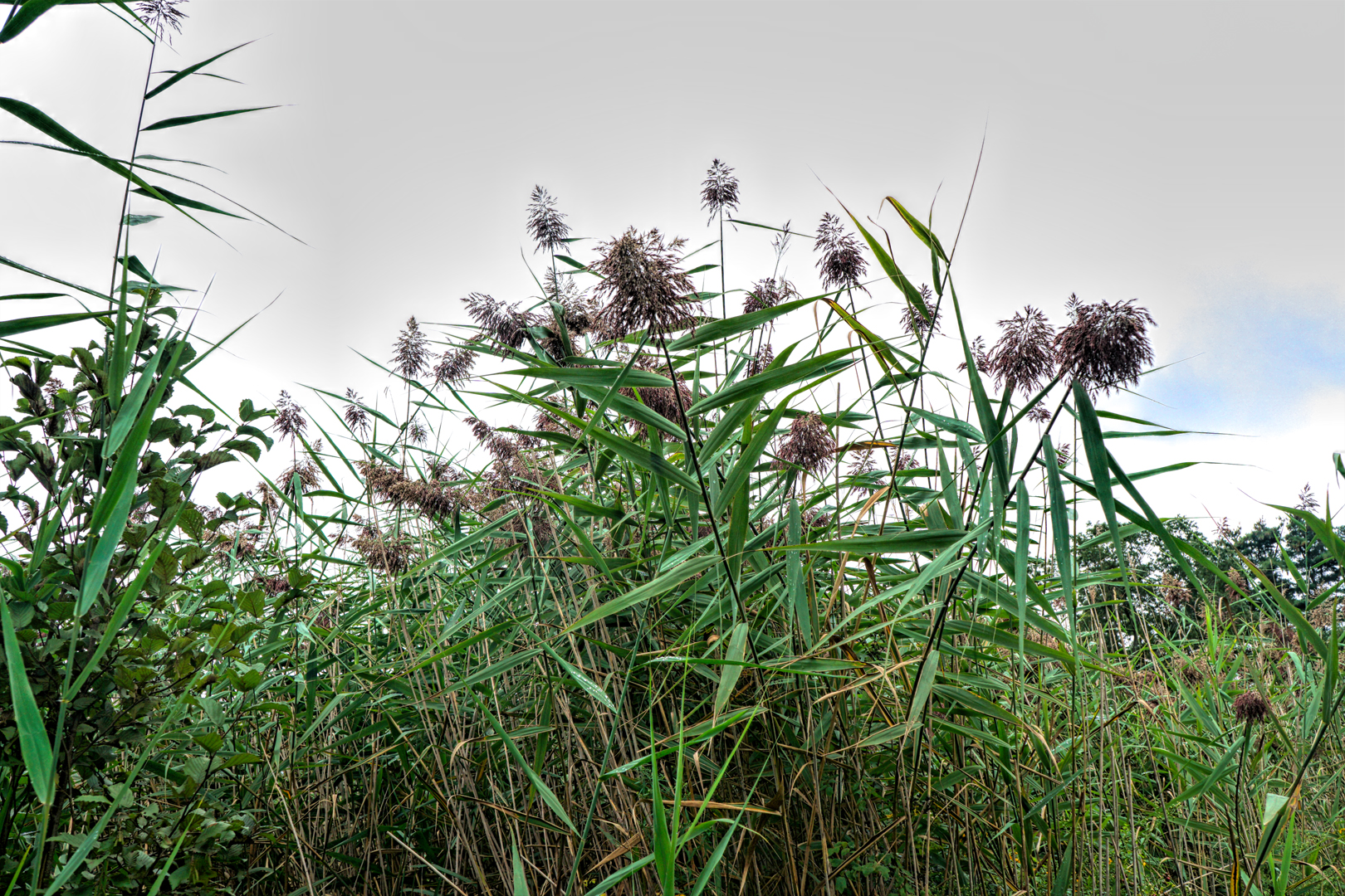 Mill Brook Marsh - Point 3 - Plants