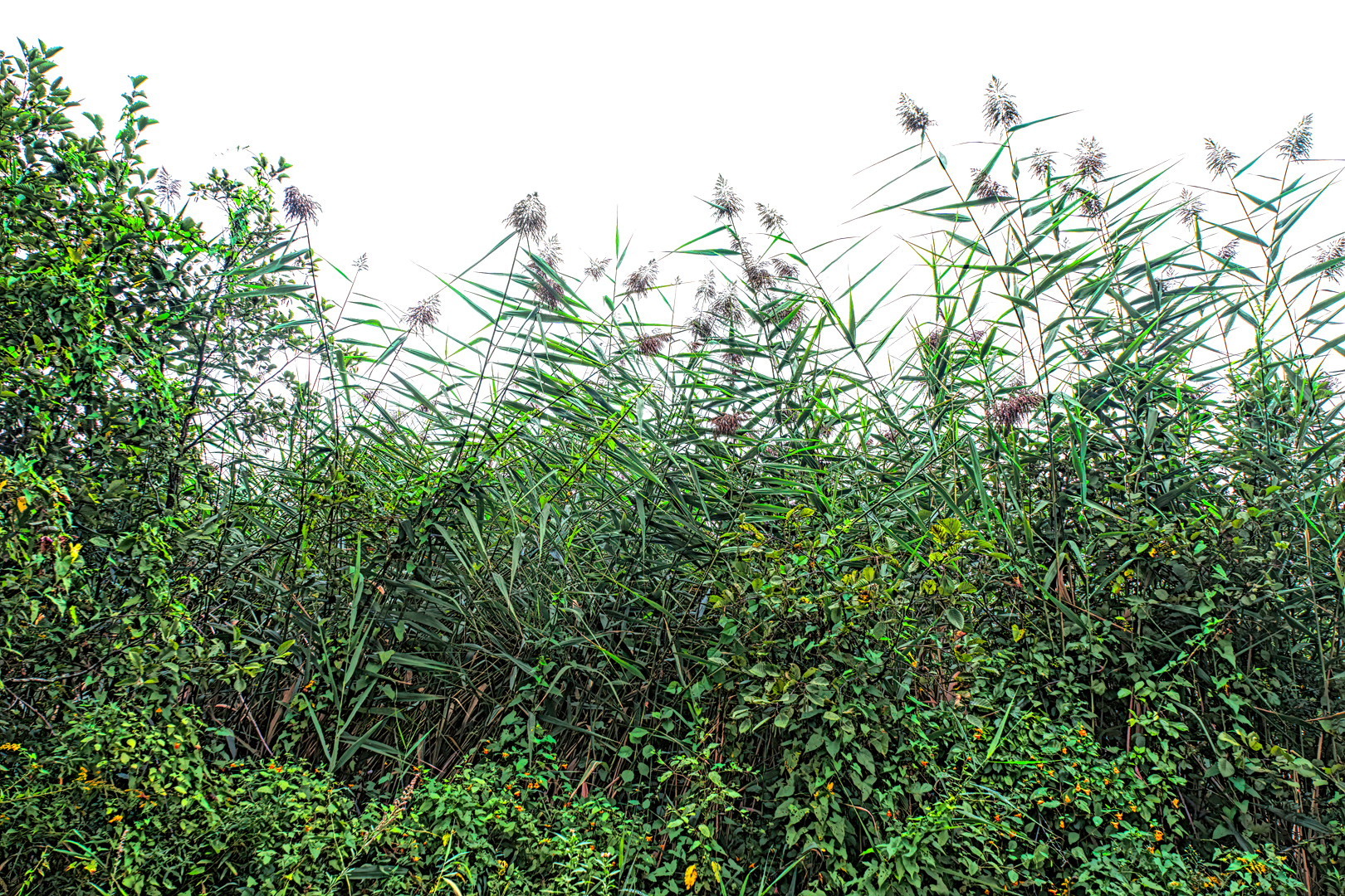 Mill Brook Marsh - Point 3 - Plants