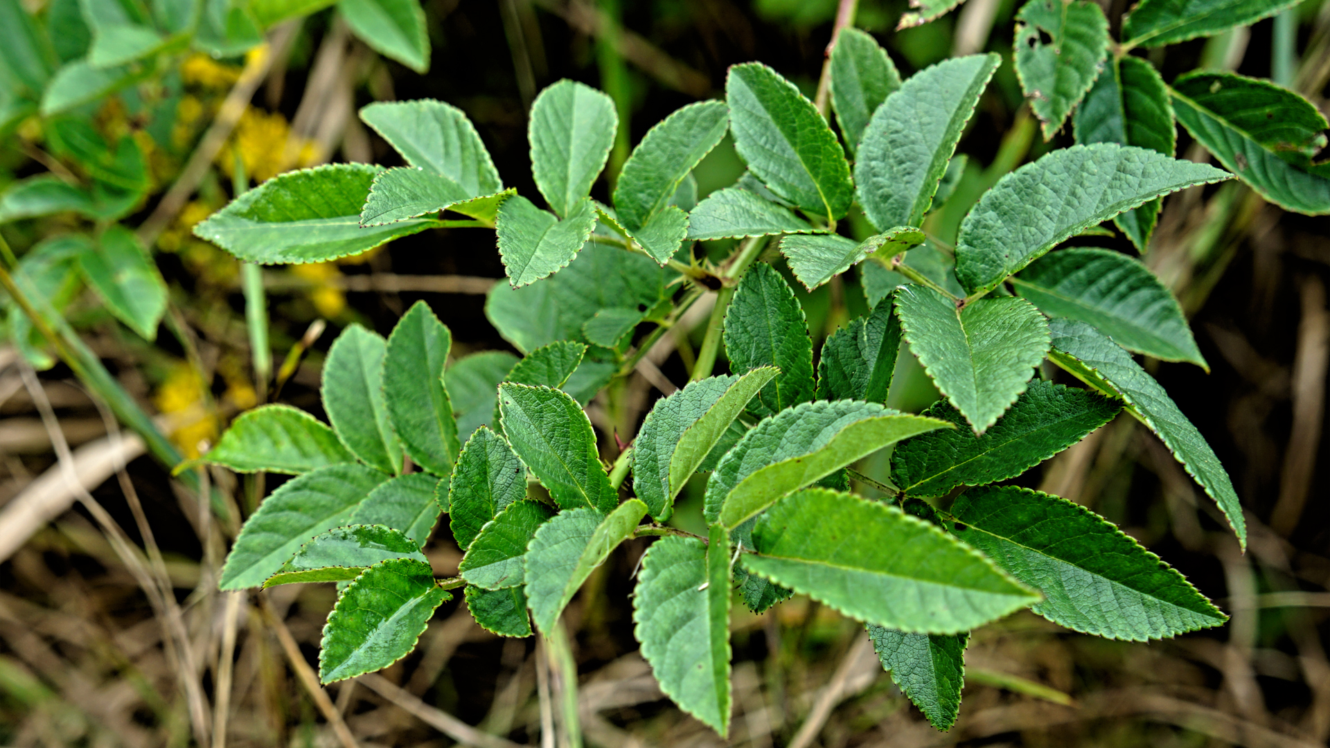 Mill Brook Marsh - Point 3 - Plants