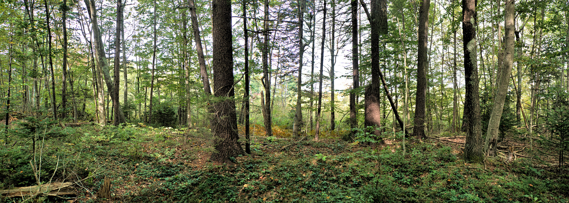 Mill Brook Marsh - Point 4 - Woods Panorama