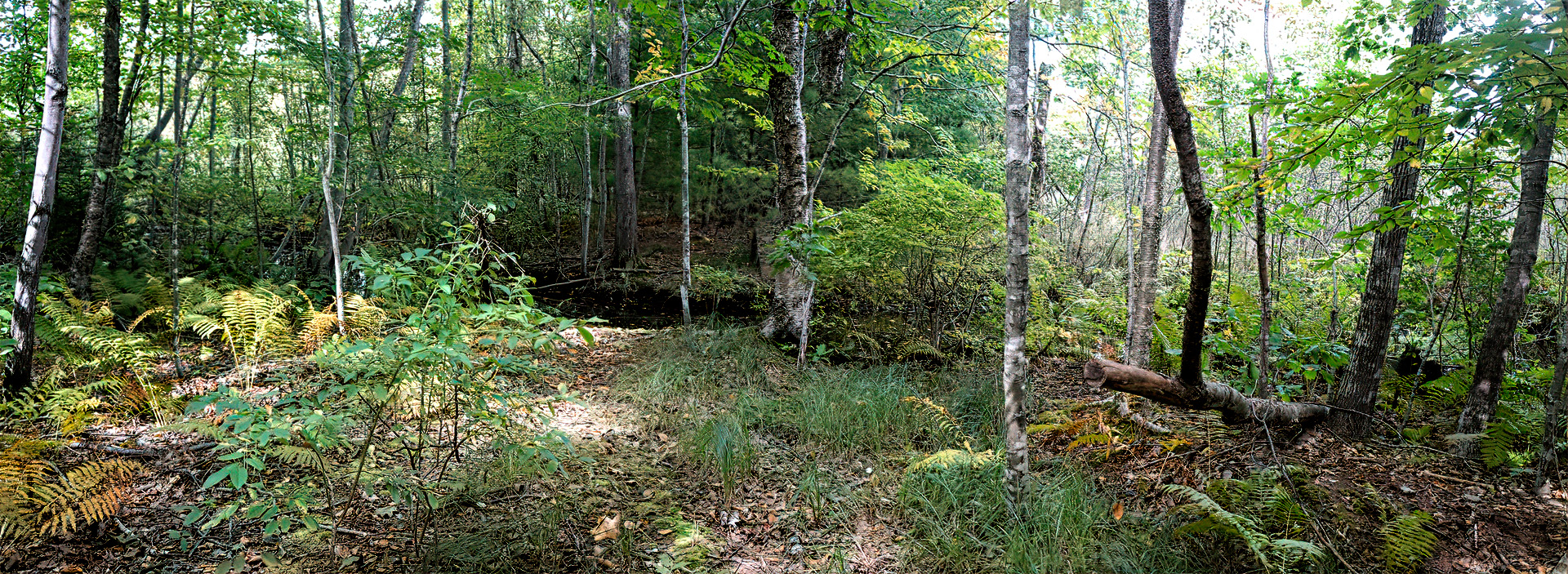 Mill Brook Marsh - Point 4 - Stream