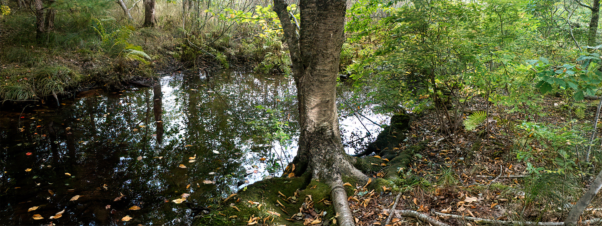 Mill Brook Marsh - Point 4 - Stream
