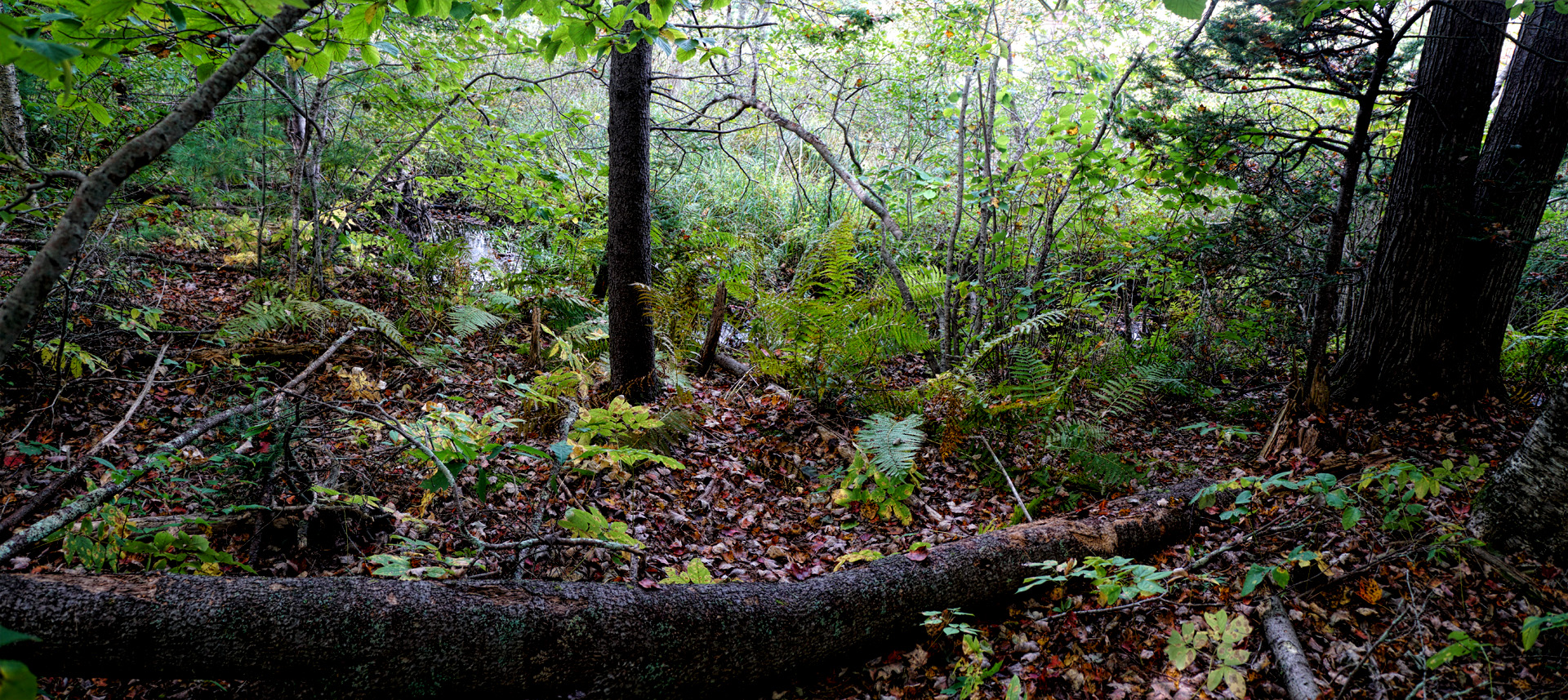 Mill Brook Marsh - Point 4 - Stream