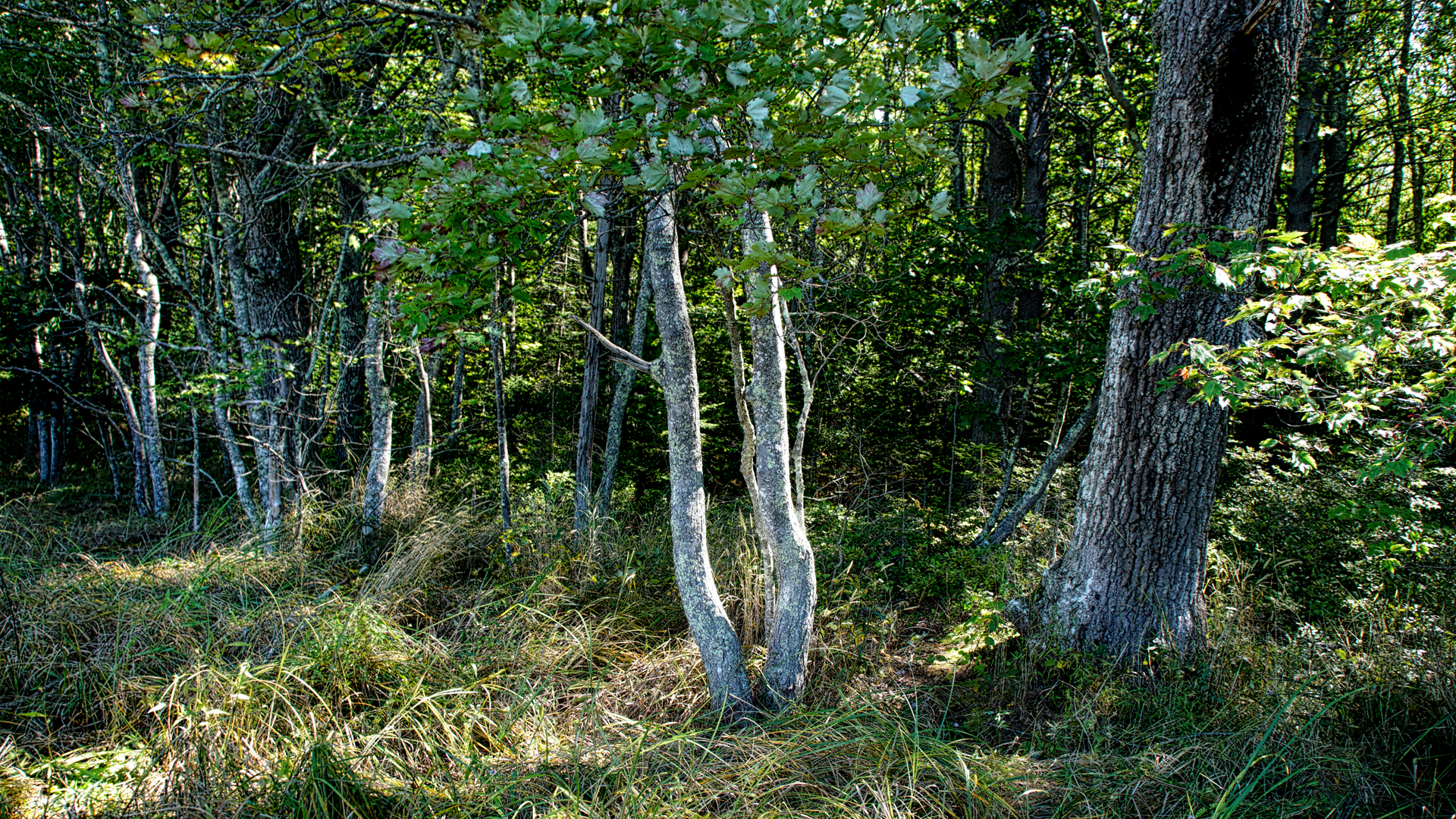 Mill Brook Marsh - Point 5 - Trees