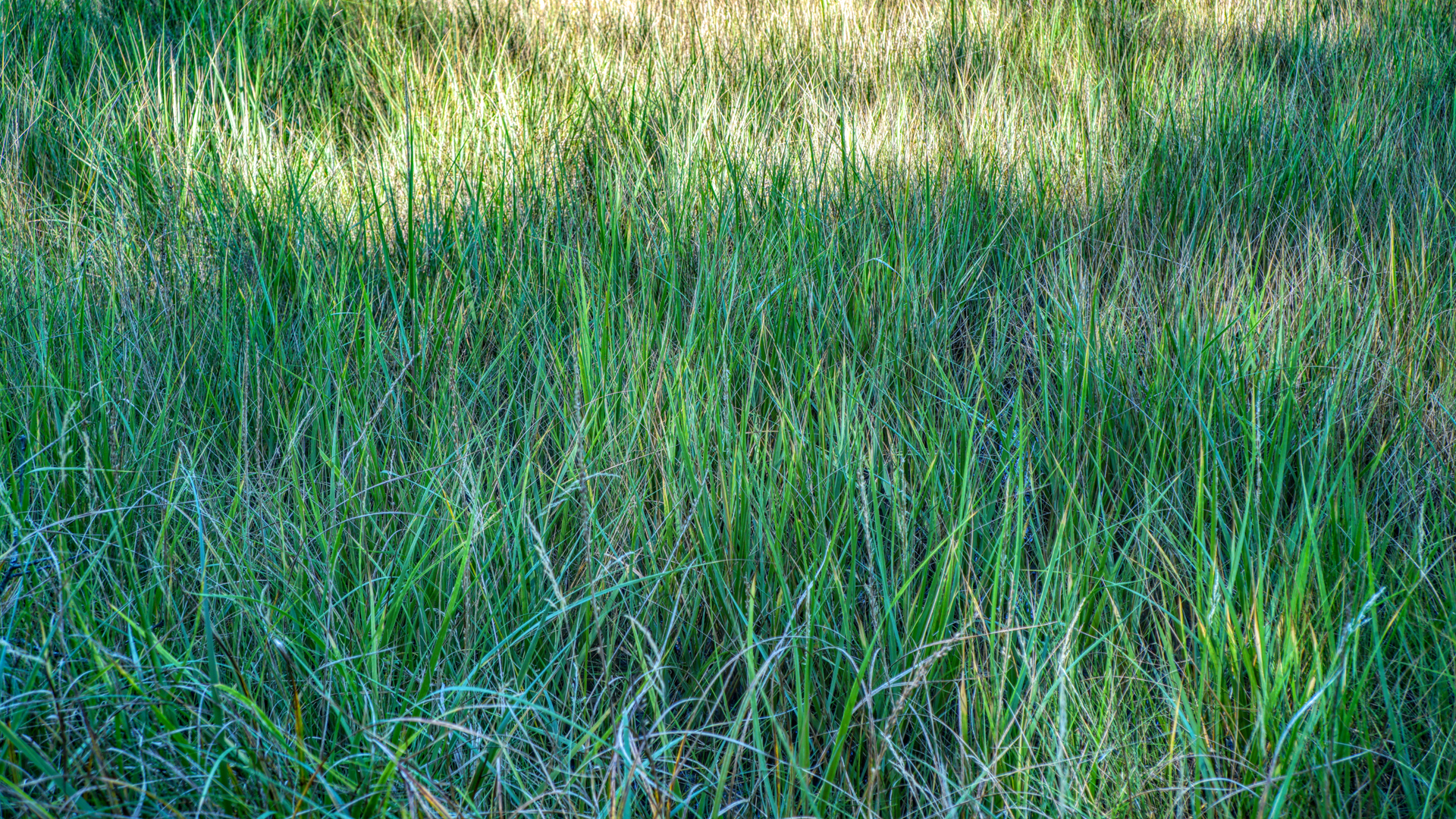 Mill Brook Marsh - Point 5 - Marsh Grass