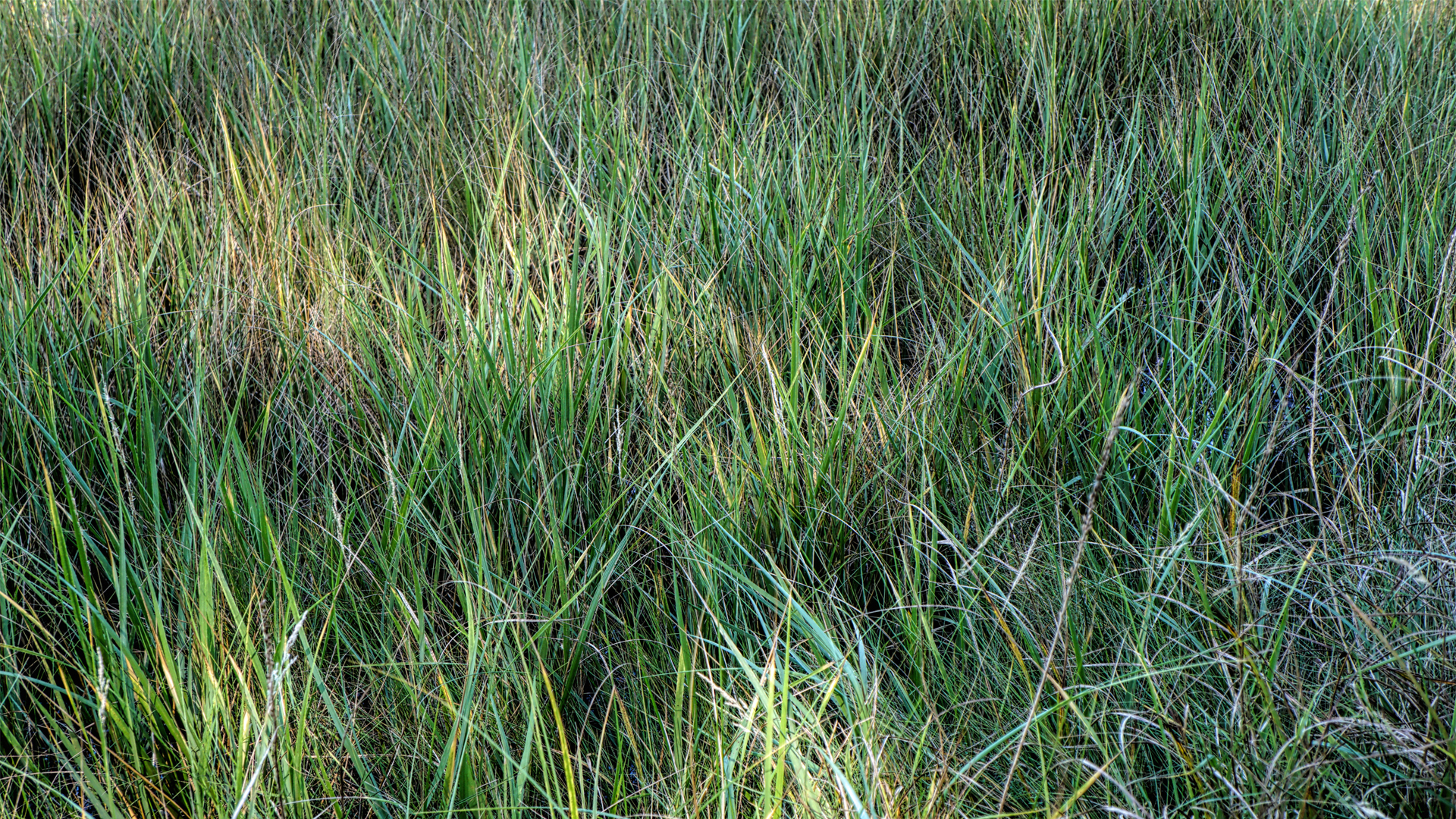 Mill Brook Marsh - Point 5 - Marsh Grass