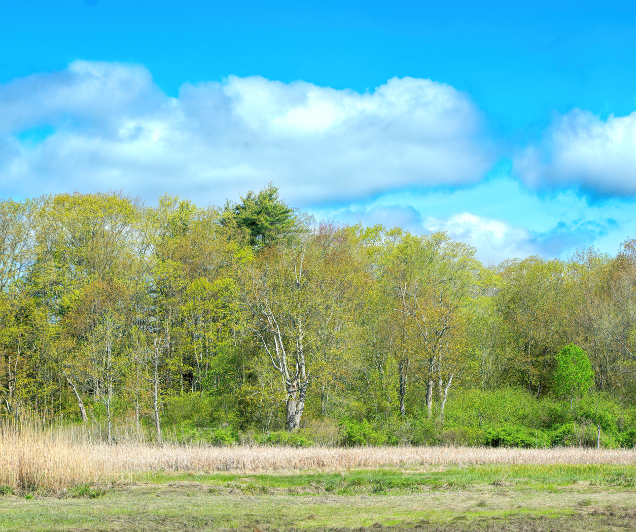 Mill Brook Marsh - Point 6 - Spring Trees