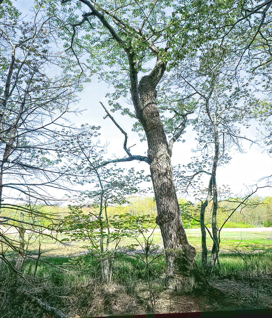 Mill Brook Marsh - Point 6 - Spring Tree