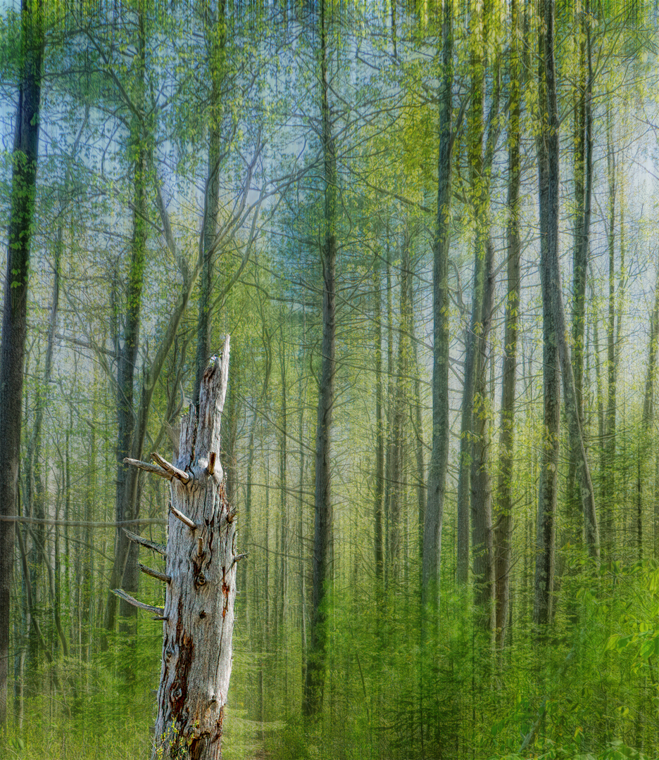 Mill Brook Marsh - Point 6 - Spring Trees