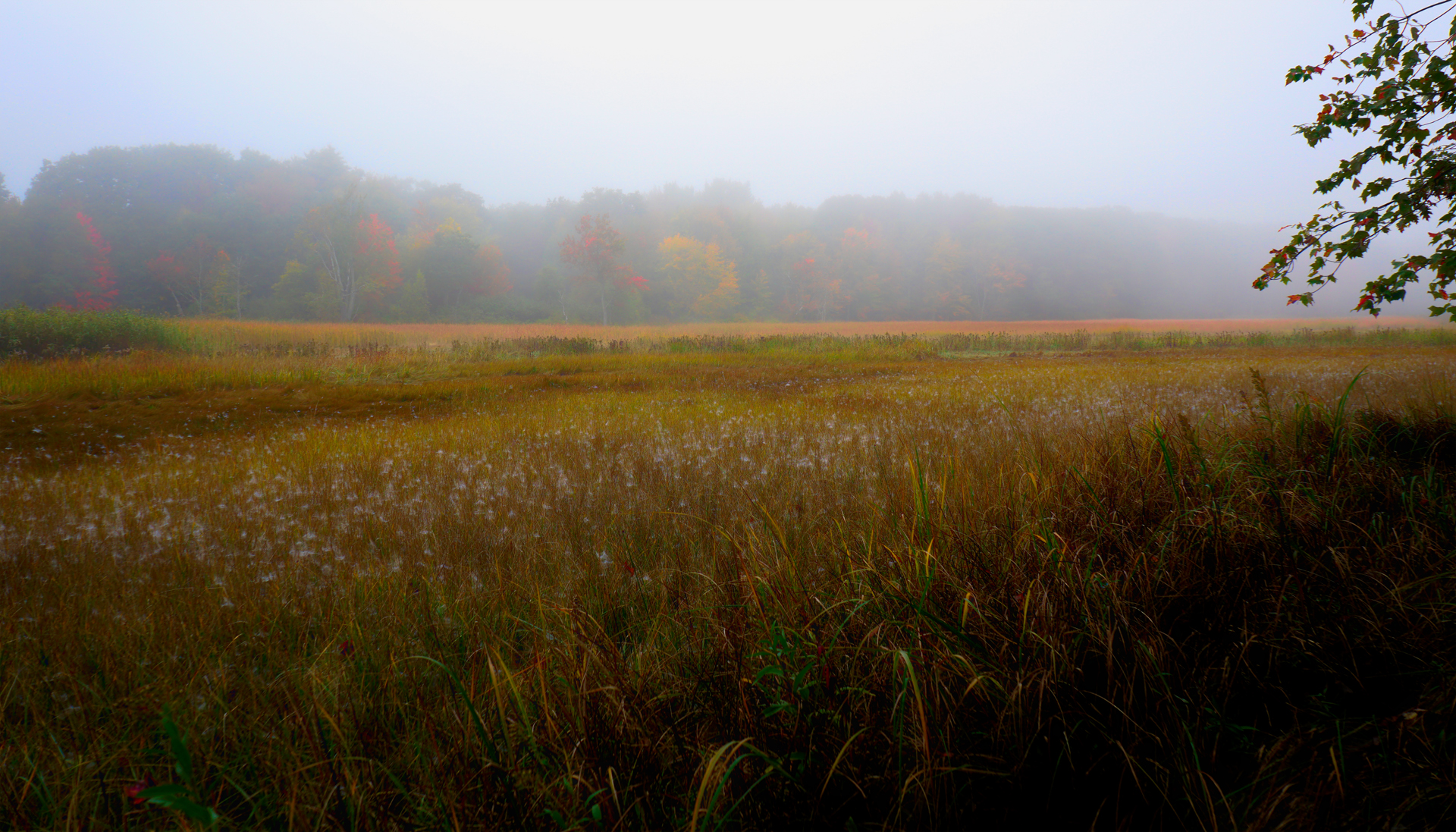Mill Brook Marsh - Point 6 - Fall Foliage in Fog