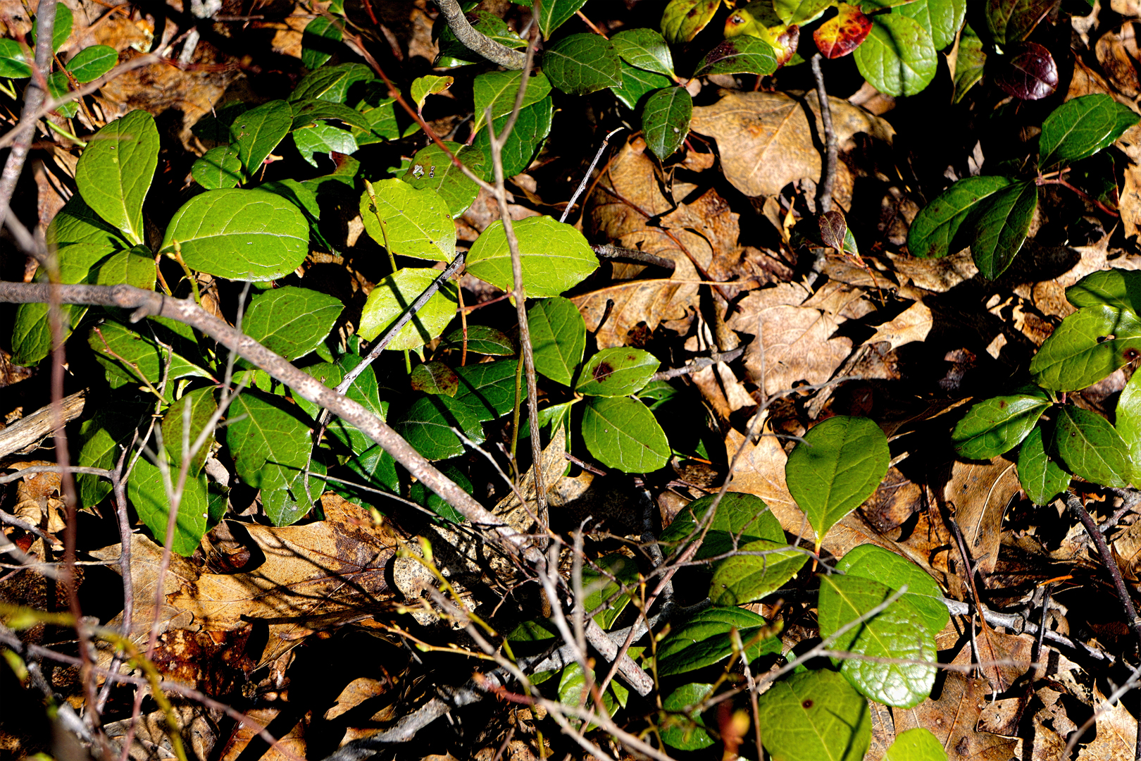 Mill Brook Marsh - Point 7 -Plants