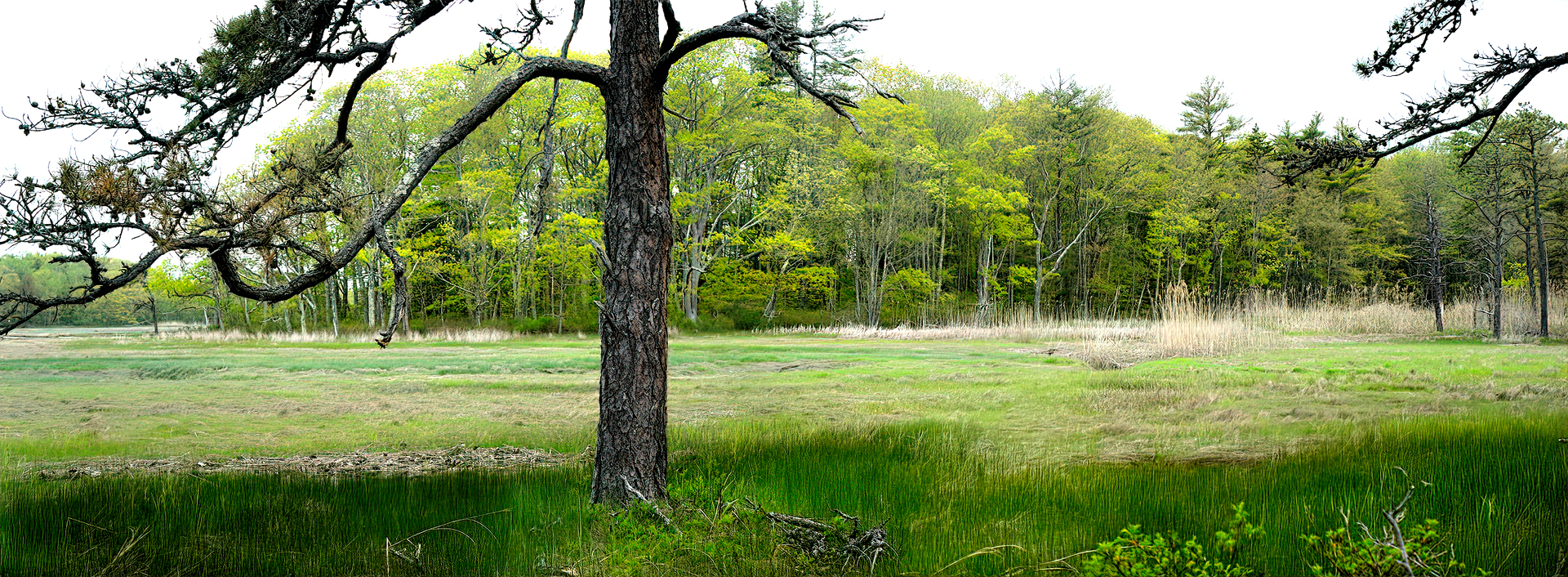 Mill Brook Marsh - Point 11 - Spring Panorama