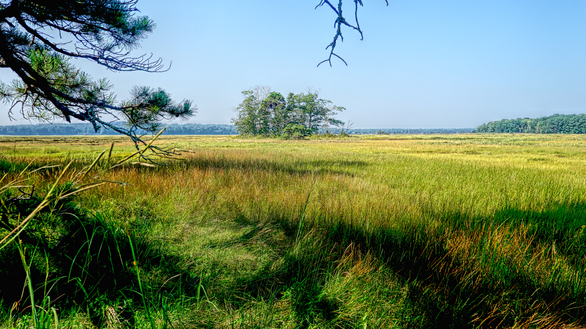 Mill Brook Marsh - Point 11 - Island