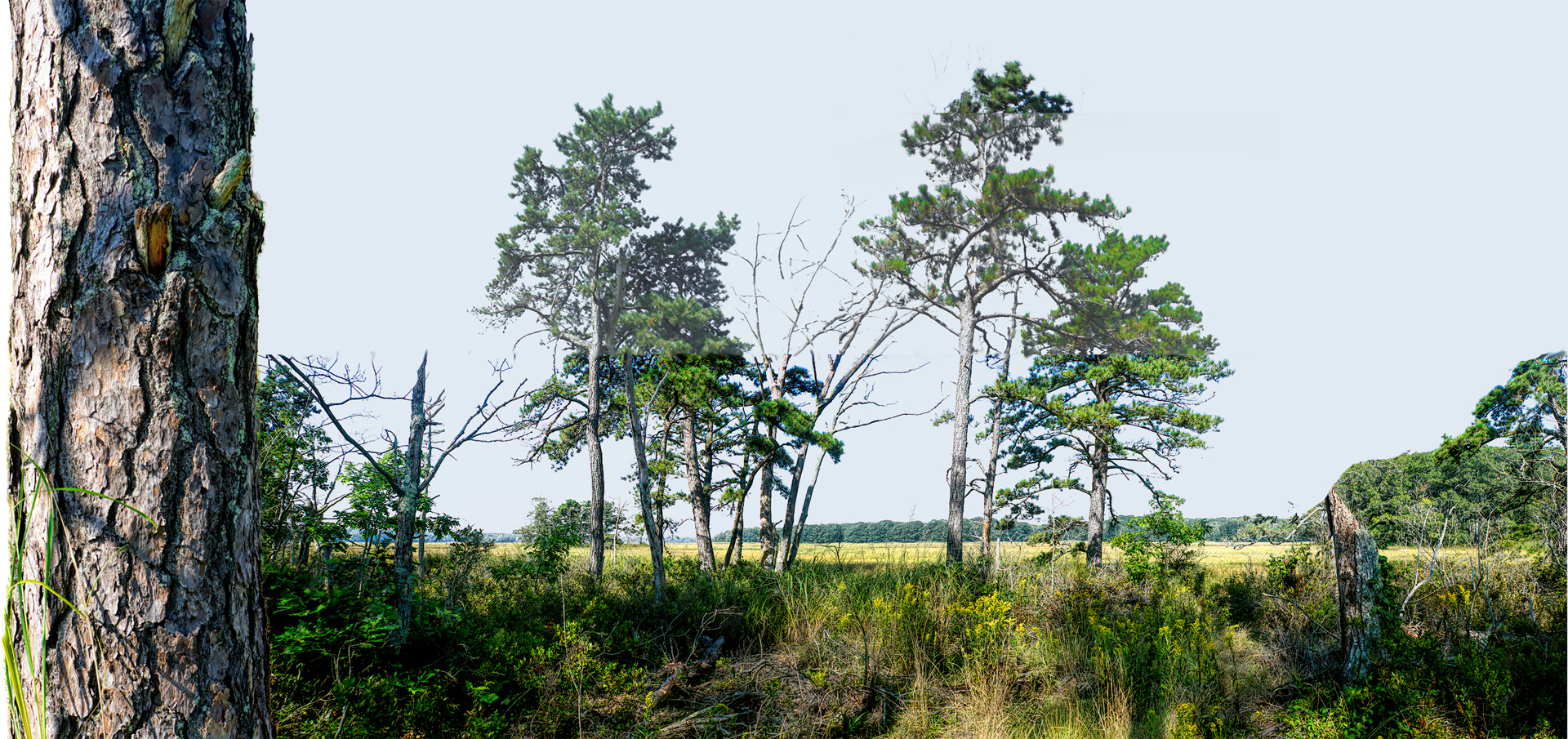 Mill Brook Marsh - Point 11 - Panorama