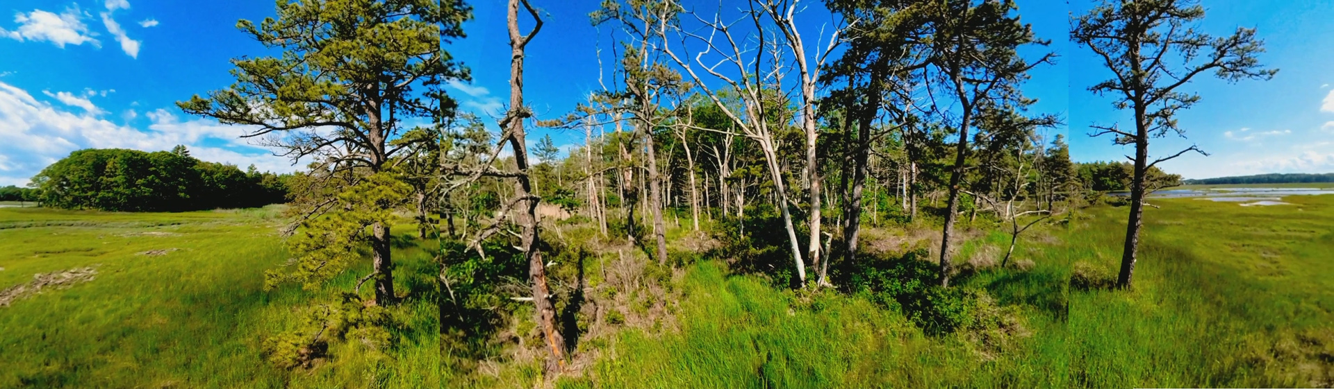 Mill Brook Marsh - Point 11 - Panorama
