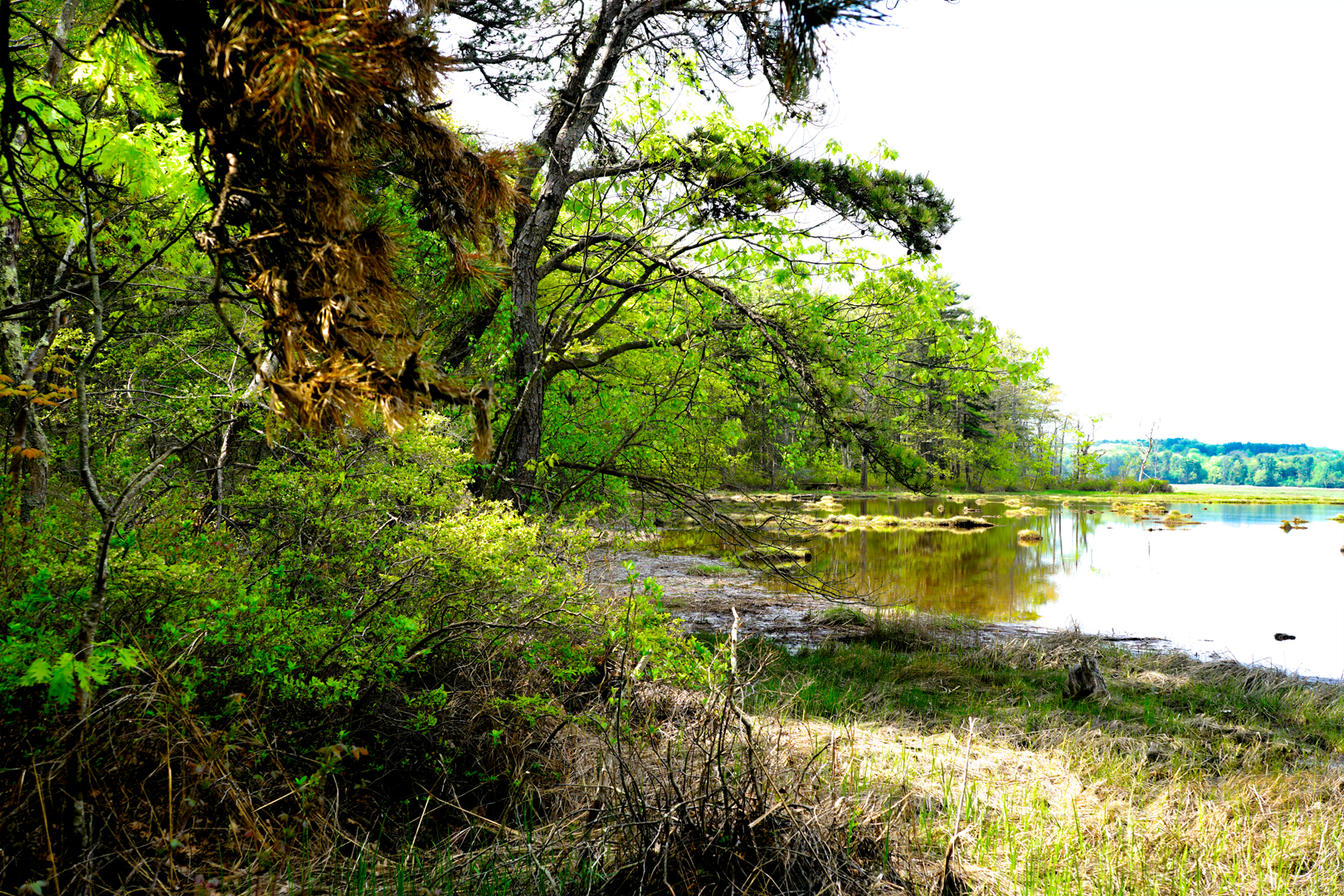 Mill Brook Marsh - Point 12 - Spring Panorama
