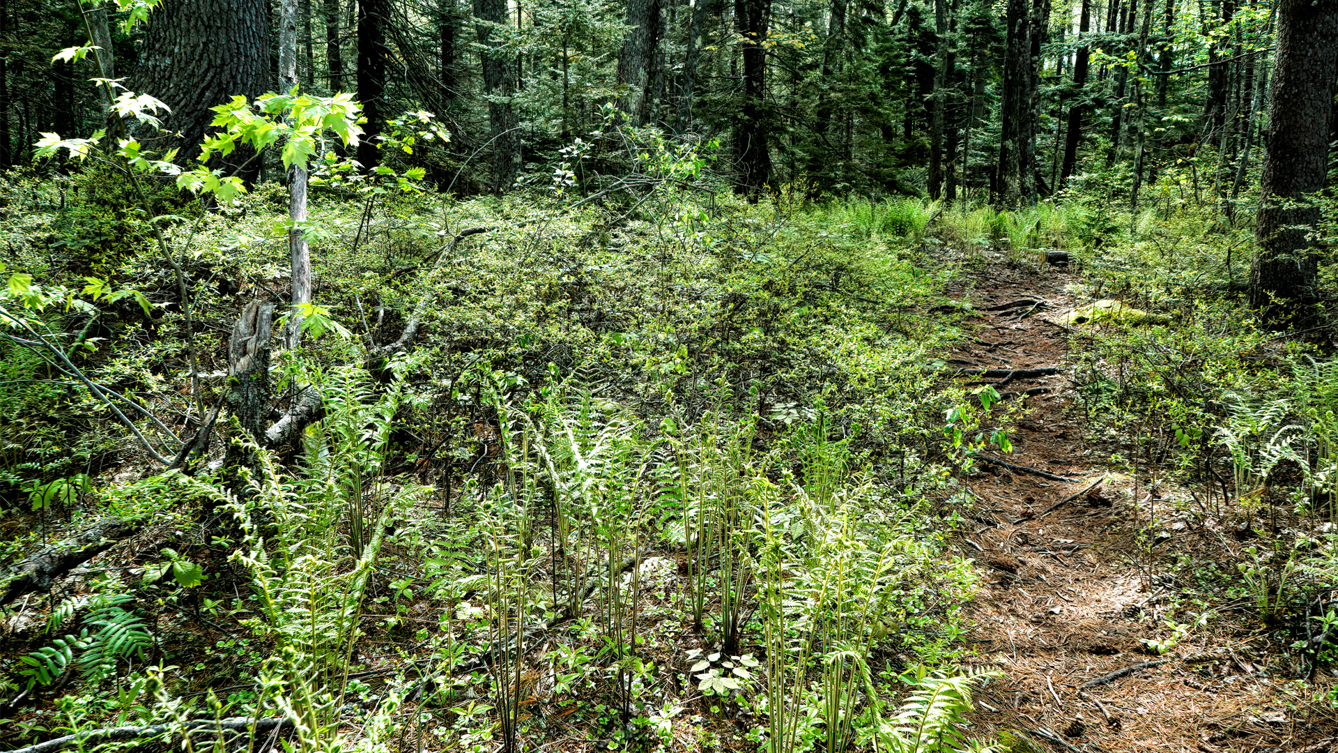 Mill Brook Marsh - Point 12 - Spring Woods