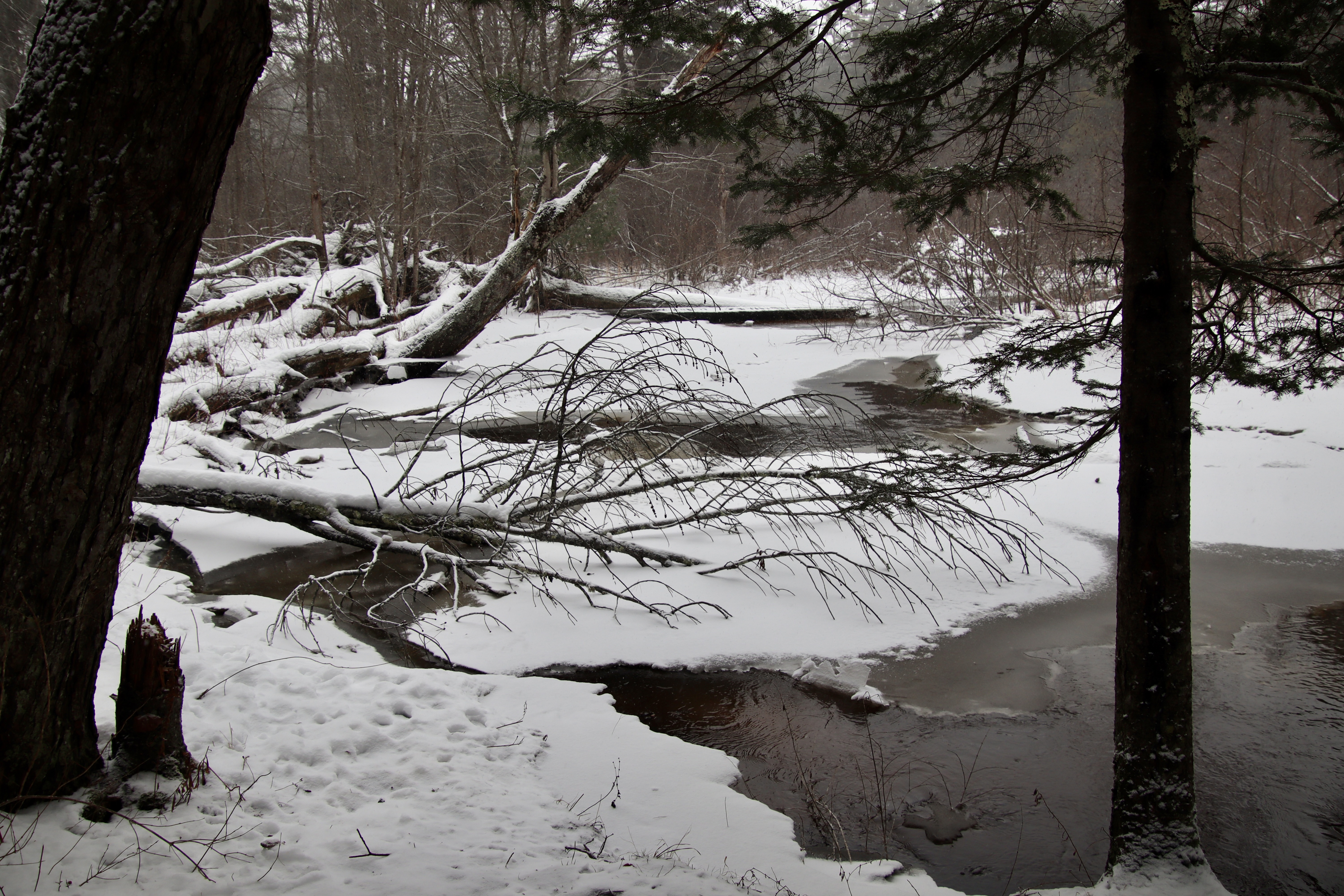 Warren Woods