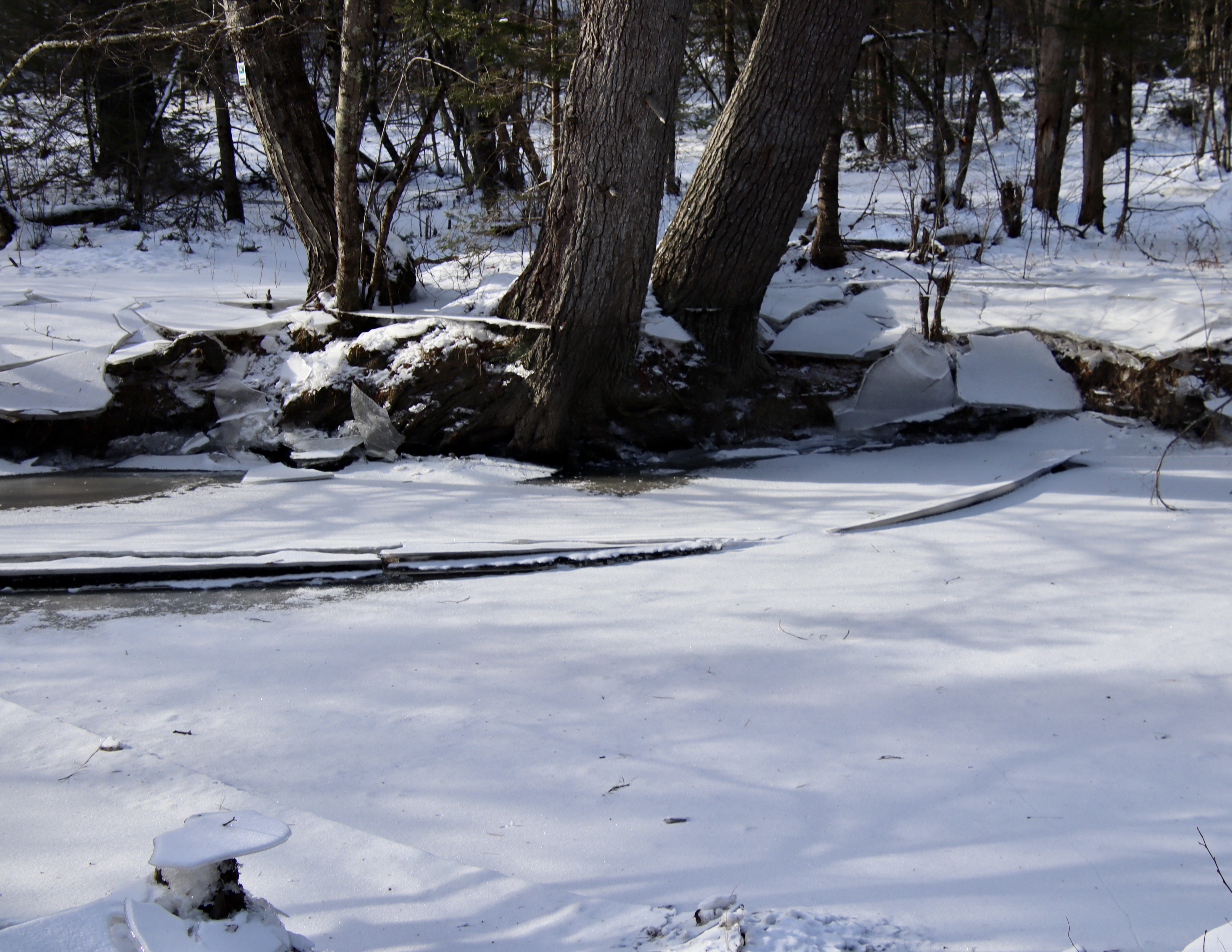 From trails near Fengler Road
