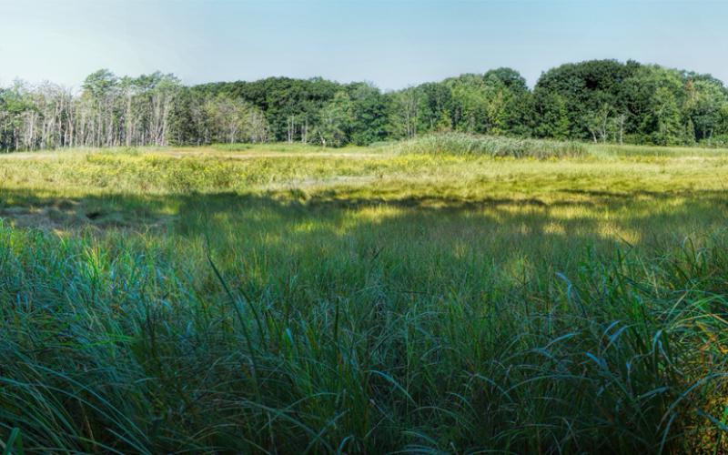 Mill Brook Marsh - Point 6 - Summer Panorama