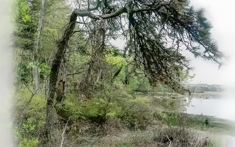Mill Brook Marsh - Point 12 - Spring