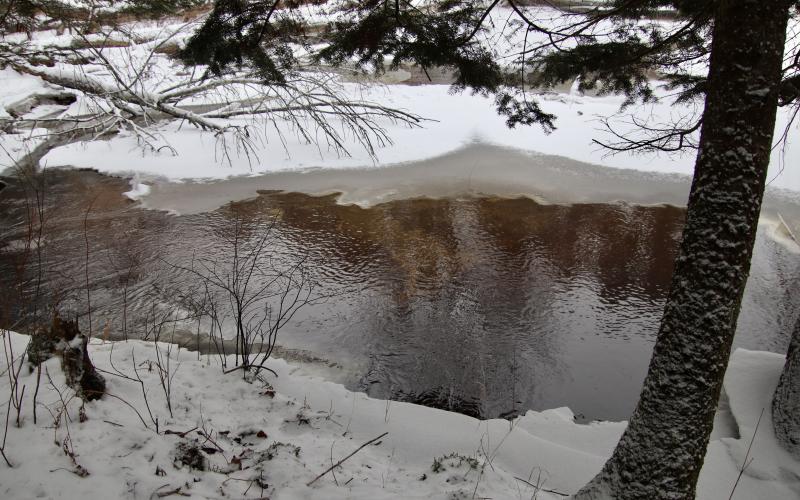 Warren Woods