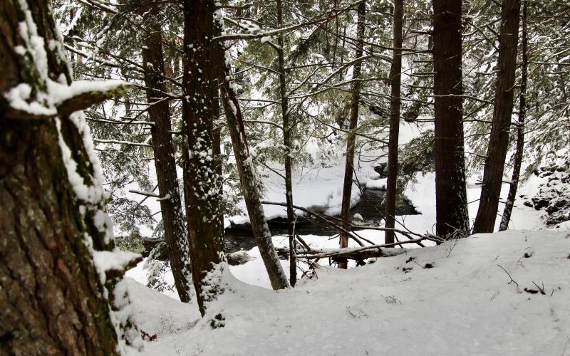Headwaters in Thurston Mills