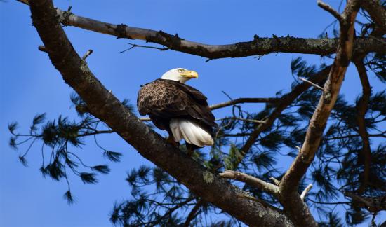Eagle
