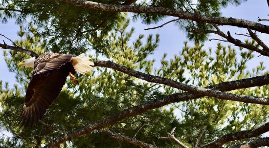 Eagle Flight