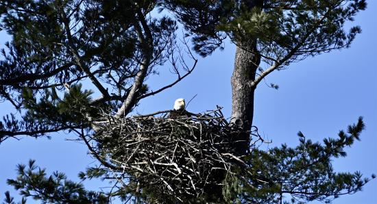 Female Bald Eagle Ilsa always manages to give the "eagle" eye when photographed