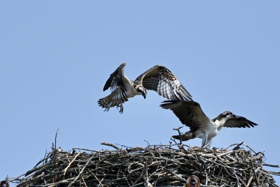 Osprey Flight
