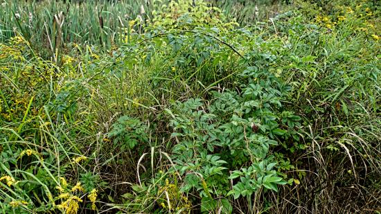 Mill Brook Marsh - Point 3 - Plants