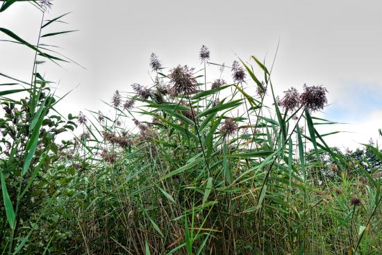 Mill Brook Marsh - Point 3 - Plants